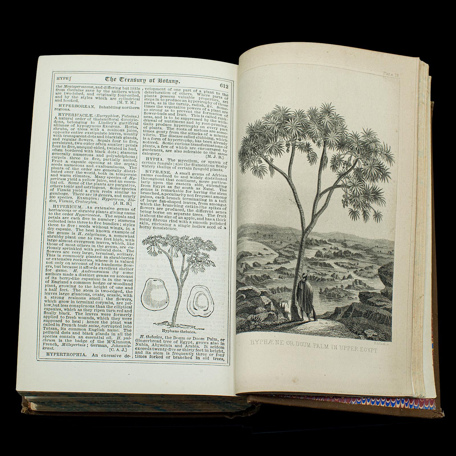 Antique Treasury Of Botany, Vol 1&2, English Language, Reference Book, Victorian For Sale 1