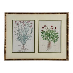 Antique Trio of Framed Double-Print Renaissance Botanical Wall Art