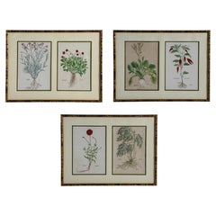 Antique Trio of Framed Double-Print Renaissance Botanical Wall Art