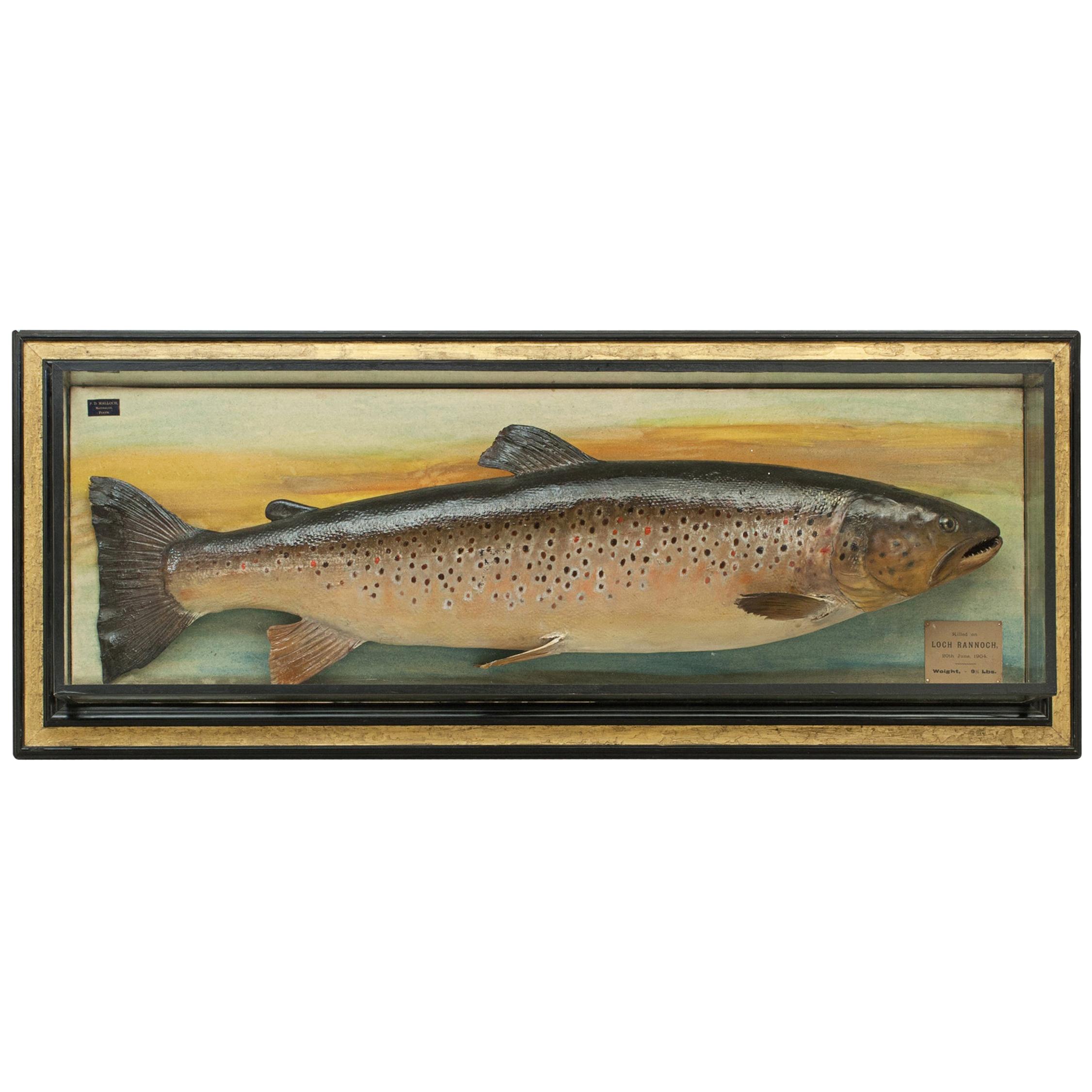 Antique Trophy Fish Model of a Brown Trout by Malloch of Perth