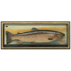 Antique Trophy Fish Model of a Brown Trout by Malloch of Perth