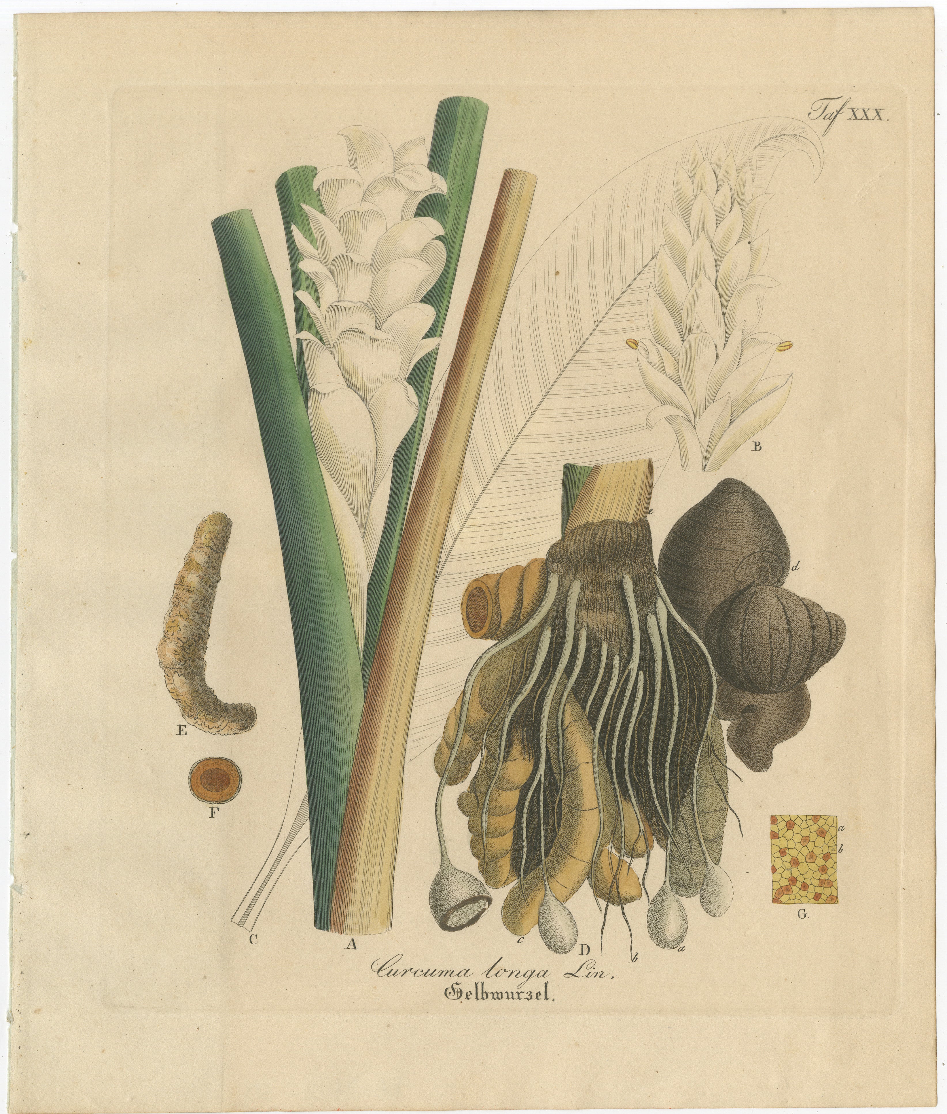 Antique Turmeric Botanical Print, Curcuma Longa, Hand Colored, c.1831