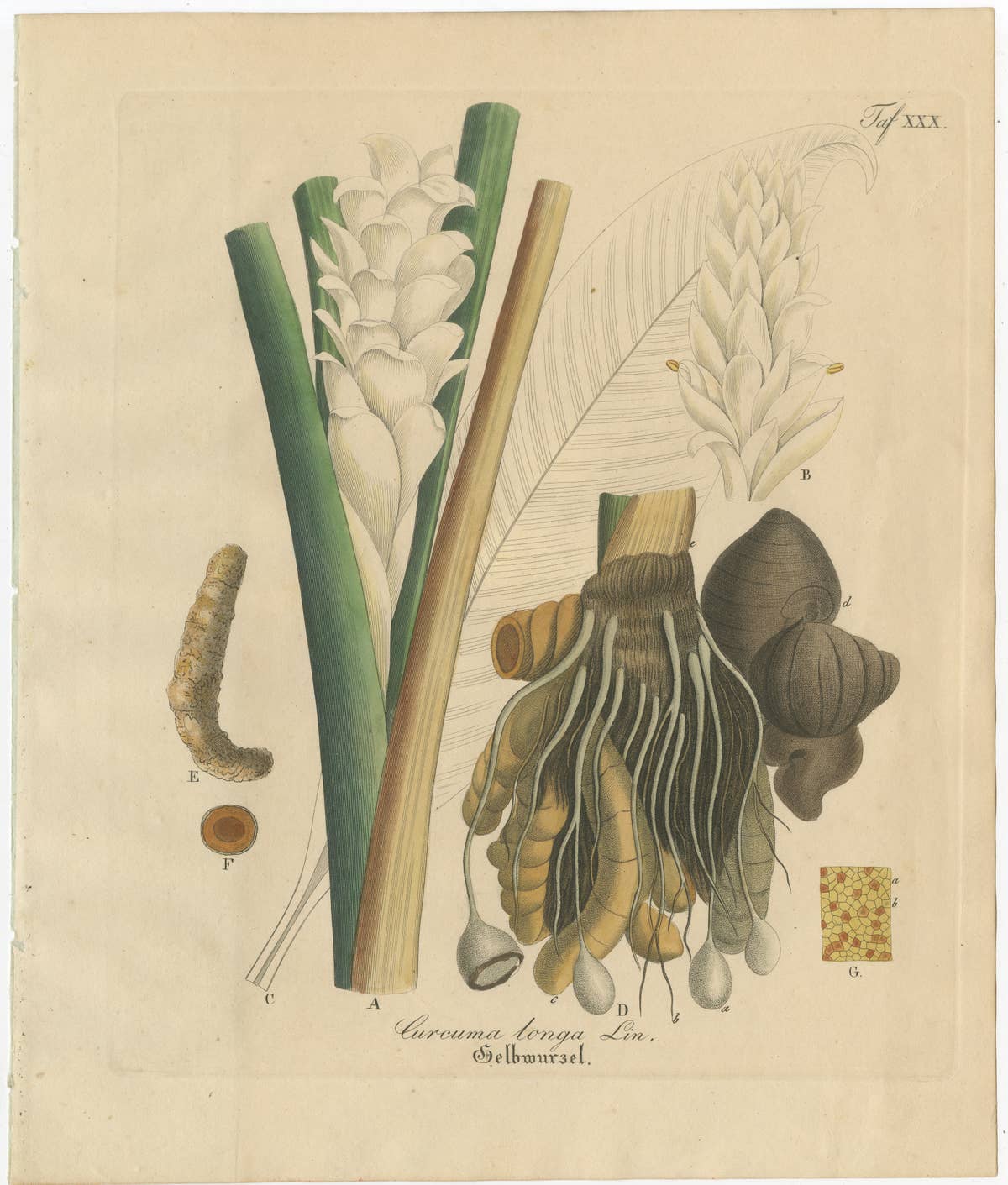 Antique Turmeric Botanical Print, Curcuma Longa, Hand Colored, c.1831