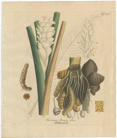 Antique Turmeric Botanical Print, Curcuma Longa, Hand Colored, c.1831