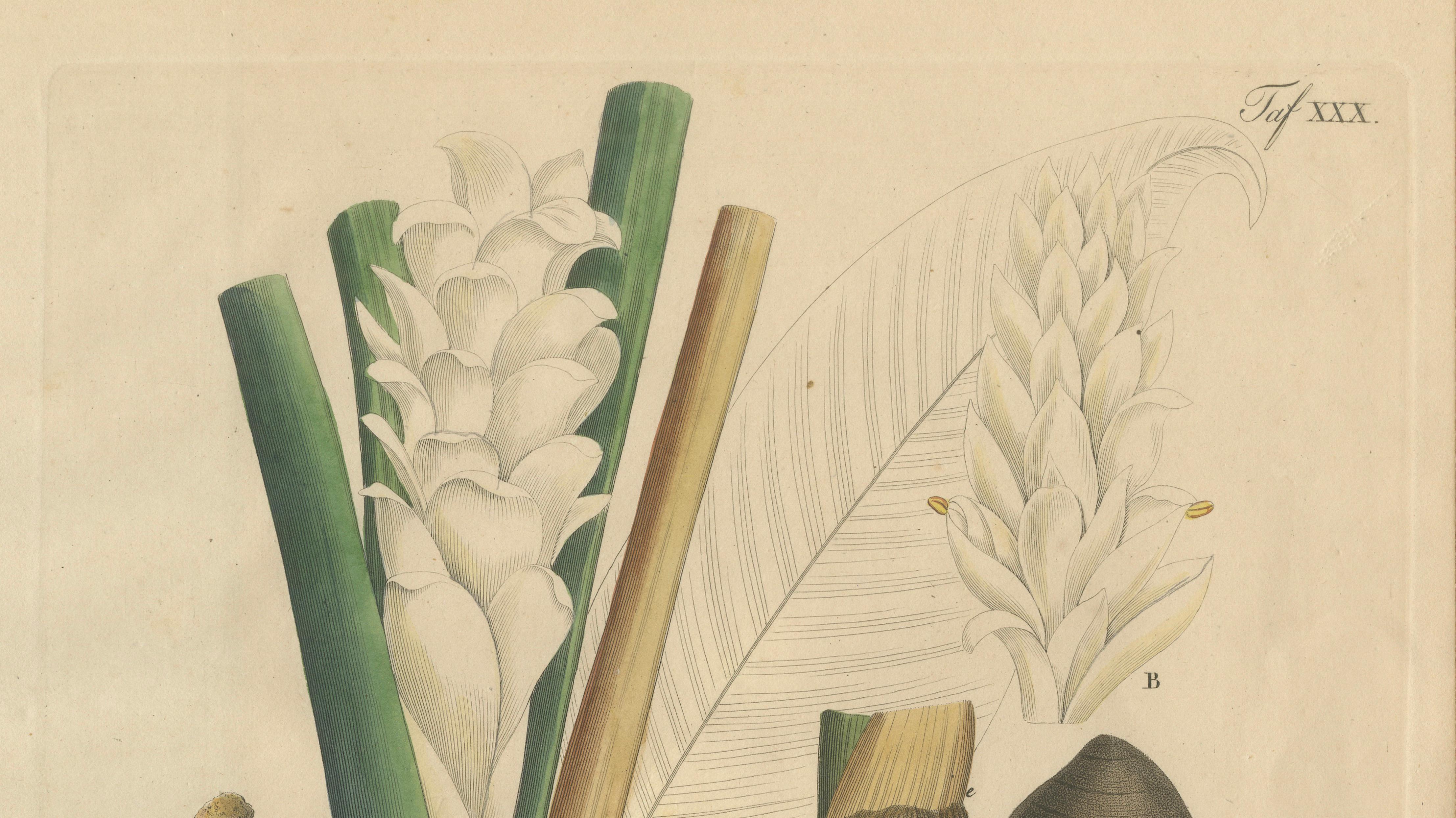 Antique Turmeric Botanical Print, Curcuma Longa, Hand Colored, c.1831