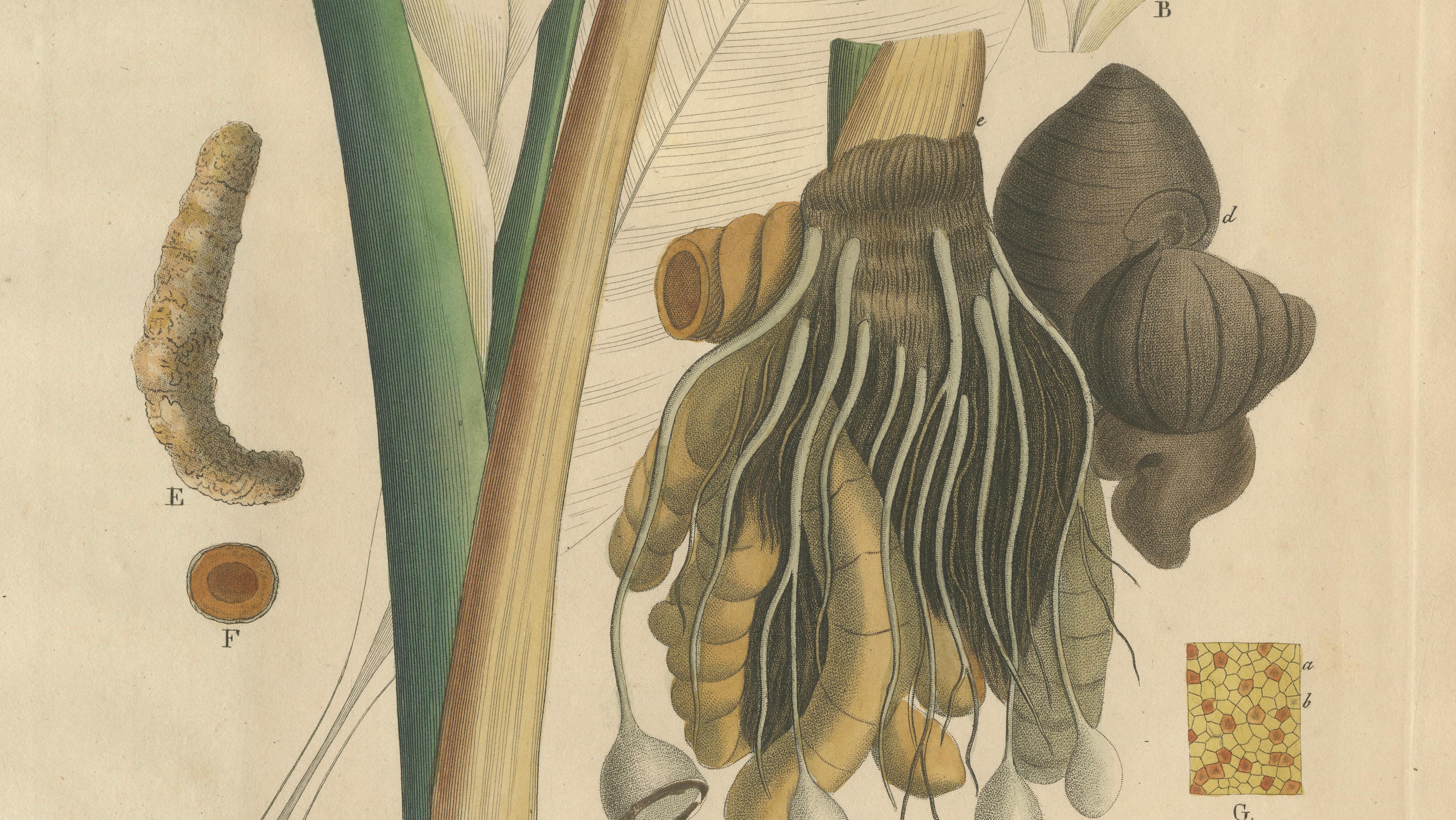 Antique Turmeric Botanical Print, Curcuma Longa, Hand Colored, c.1831