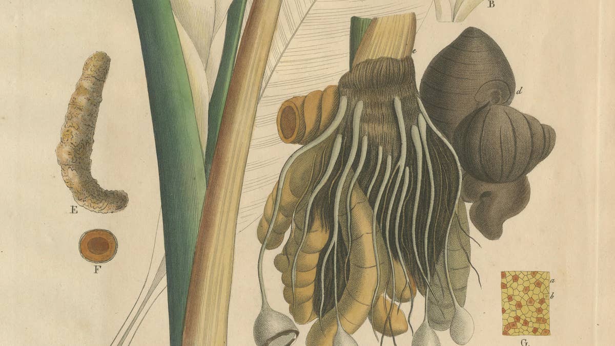 Antique Turmeric Botanical Print, Curcuma Longa, Hand Colored, c.1831