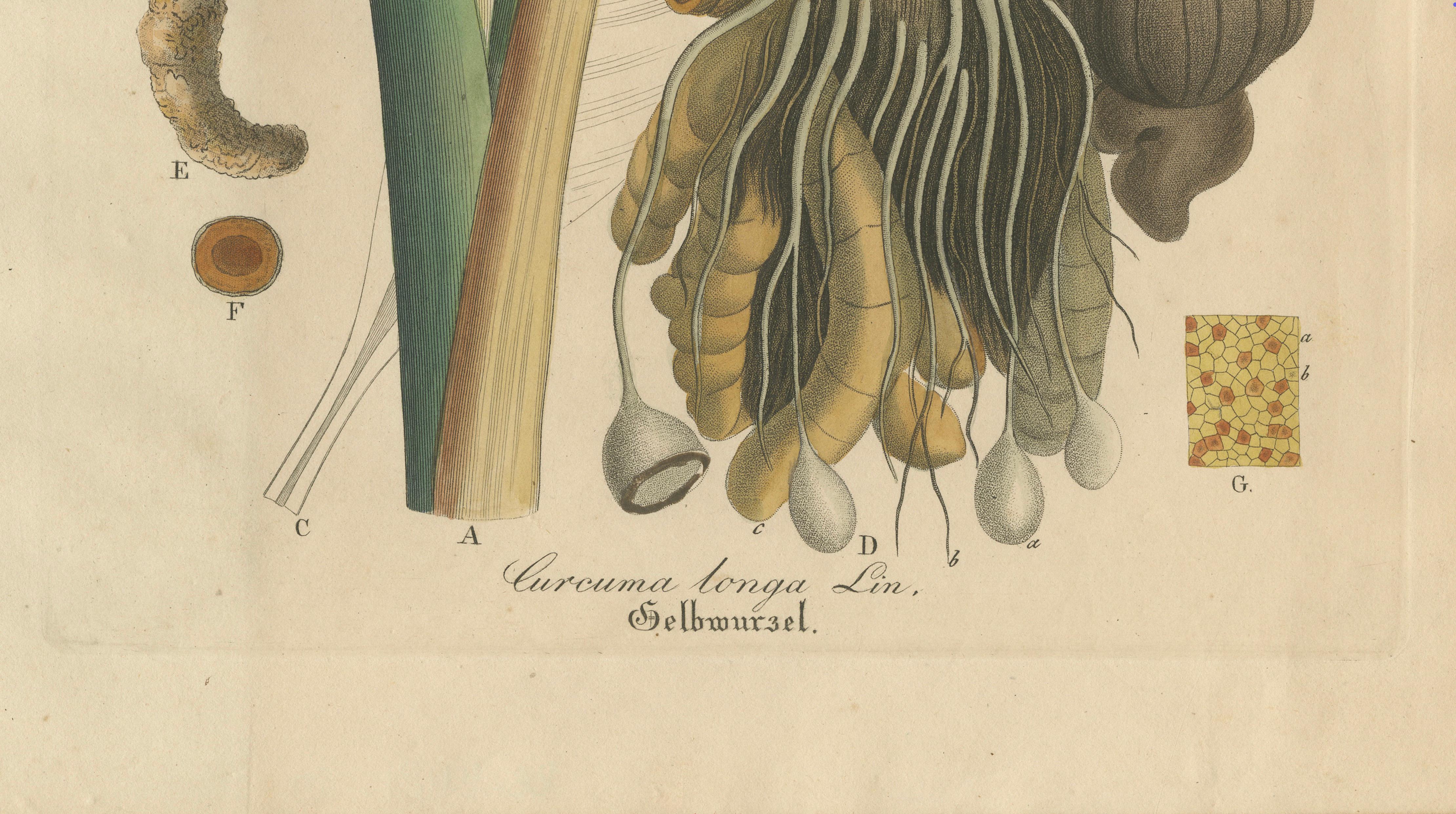Antique Turmeric Botanical Print, Curcuma Longa, Hand Colored, c.1831