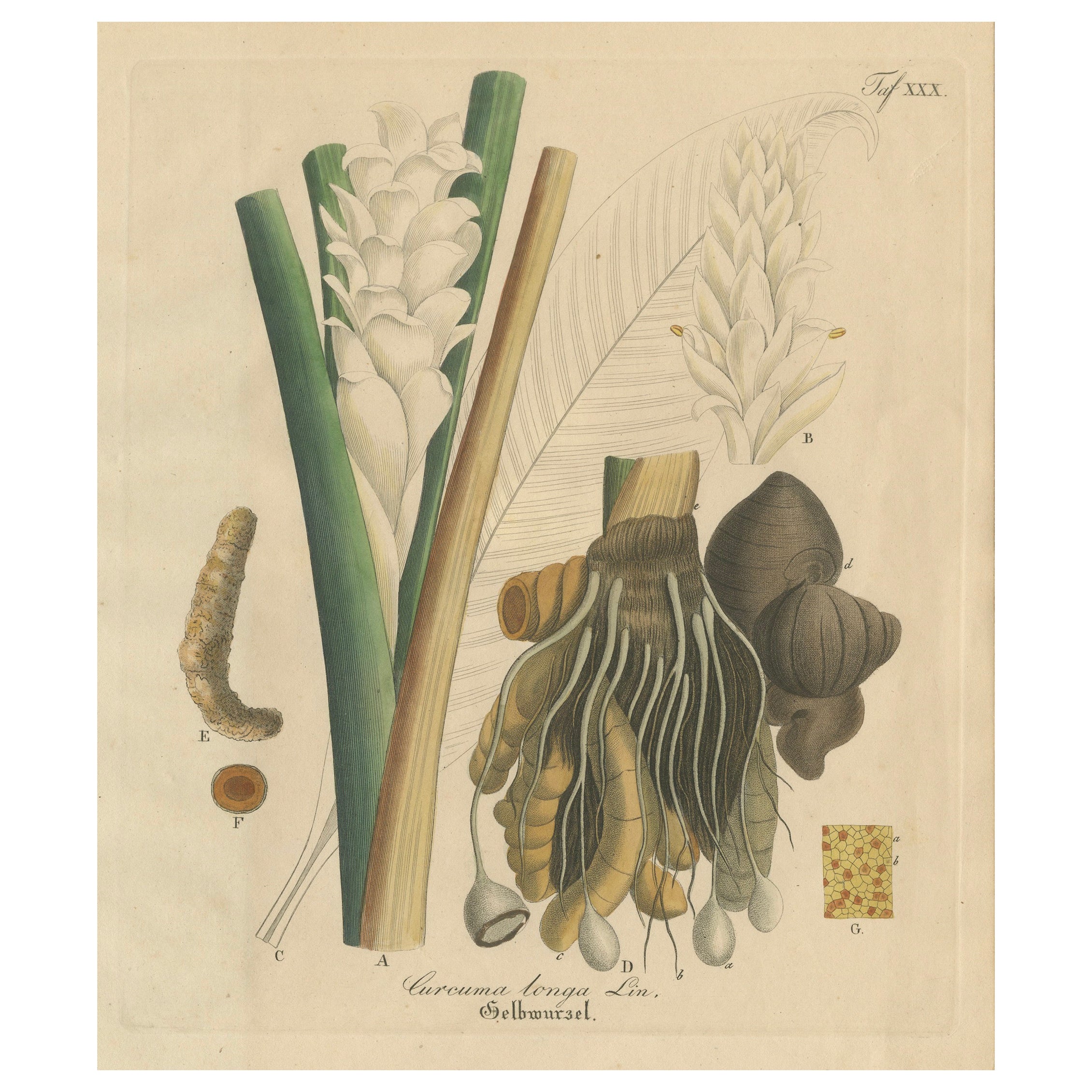 Antique Turmeric Botanical Print, Curcuma Longa, Hand Colored, c.1831