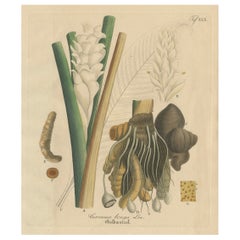 Antique Turmeric Botanical Print, Curcuma Longa, Hand Colored, c.1831