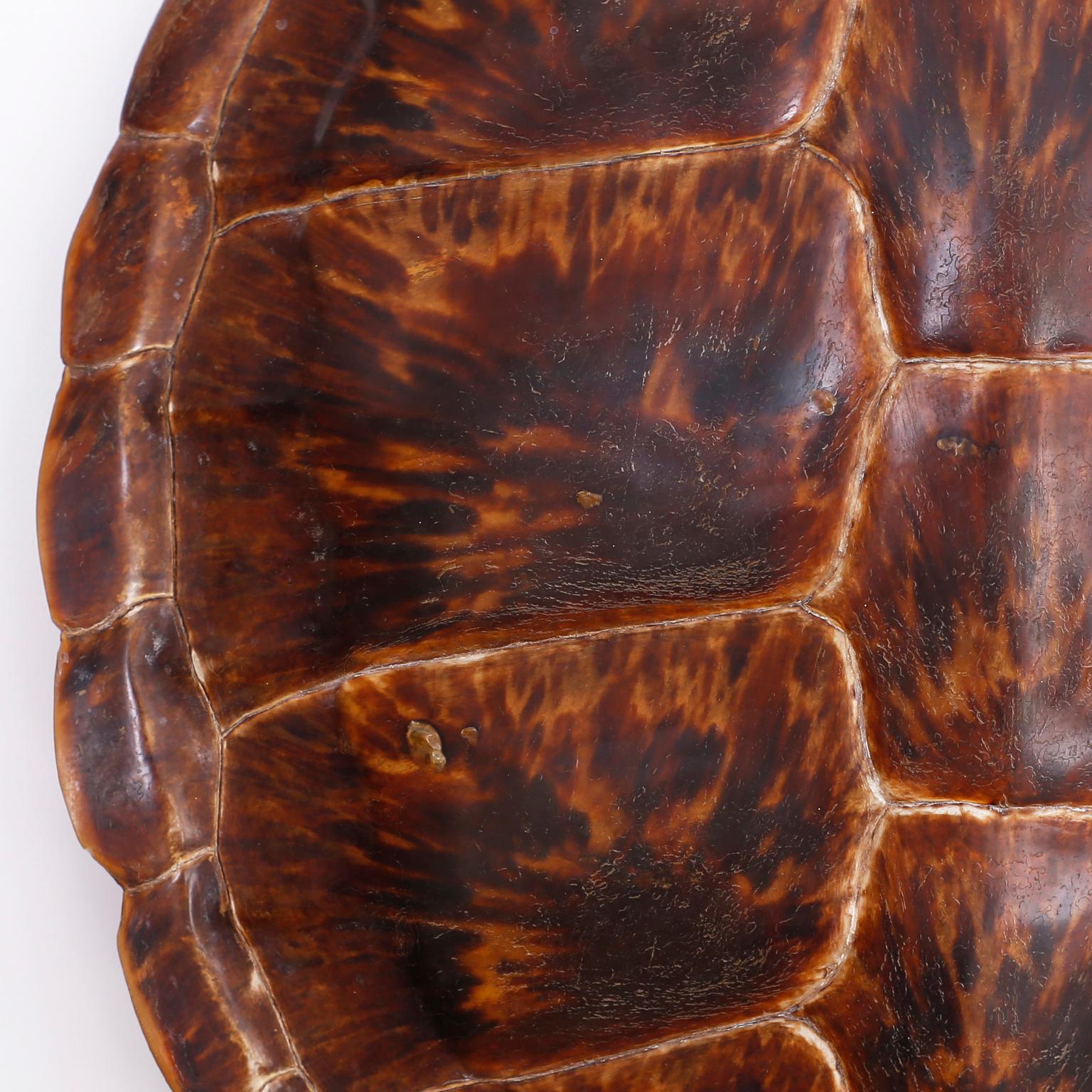 antique turtle shell