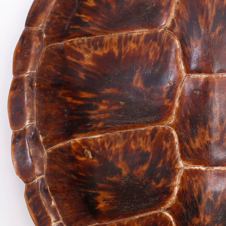 Antique Turtle or Tortoise Shell at 1stDibs