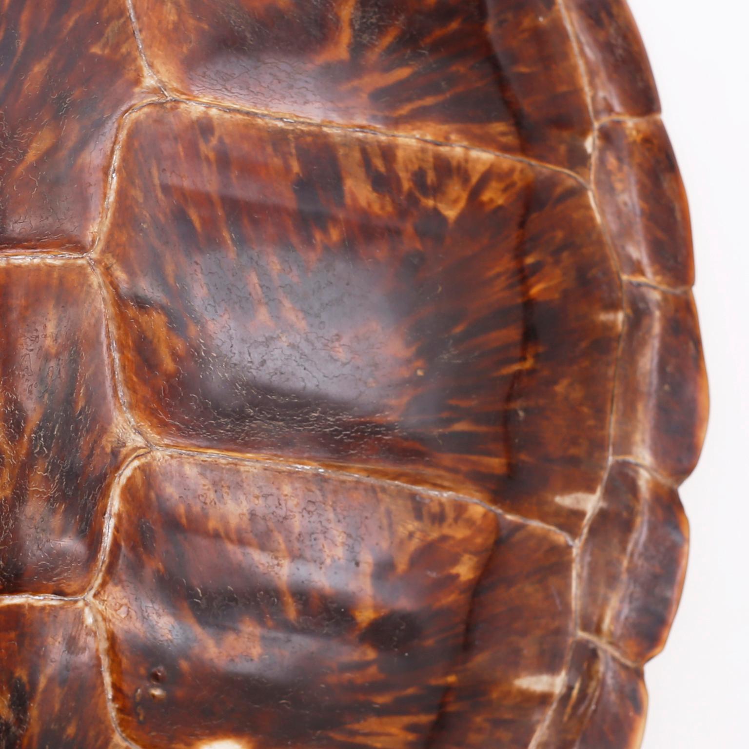 giant tortoise shell for sale