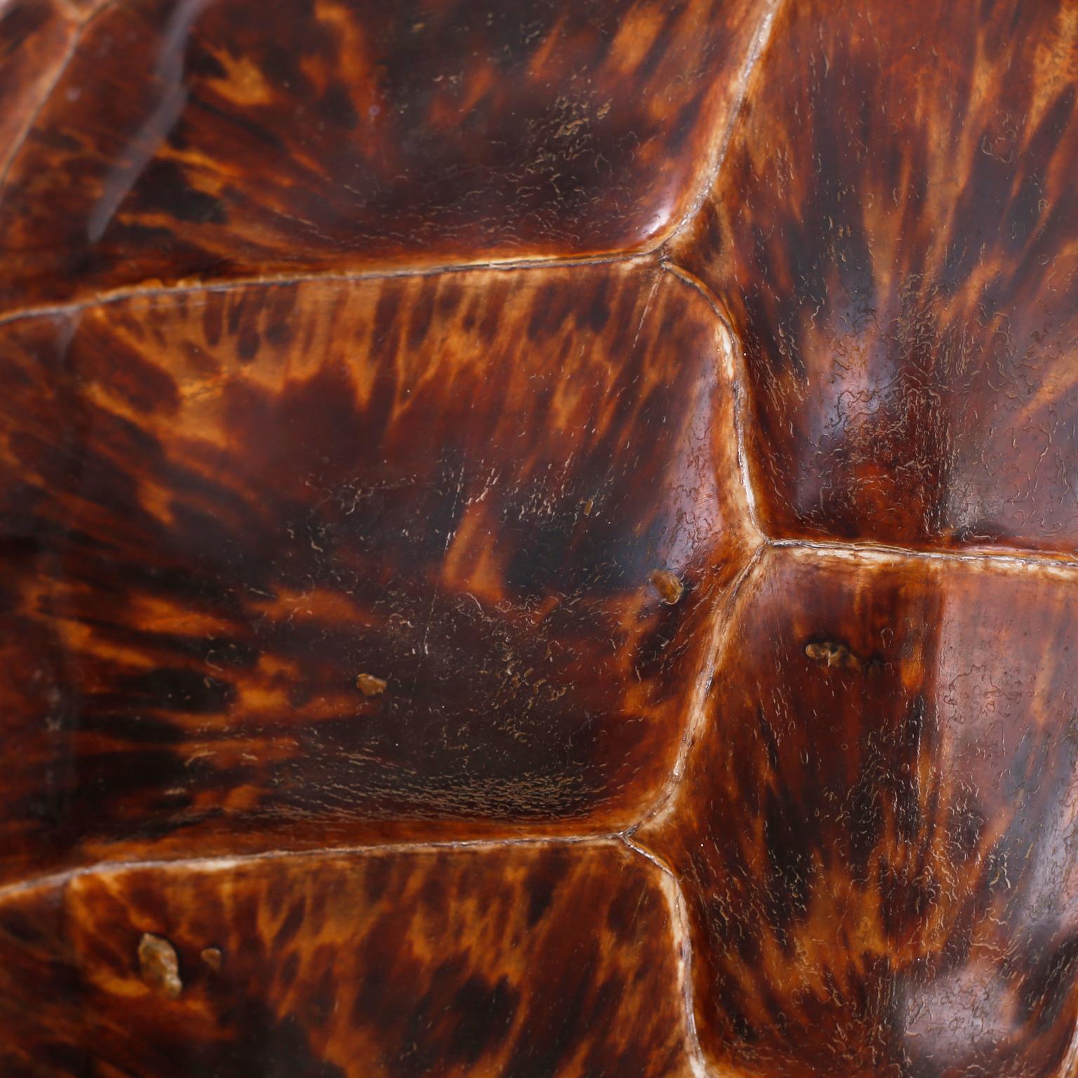 Edwardian Antique Turtle or Tortoise Shell