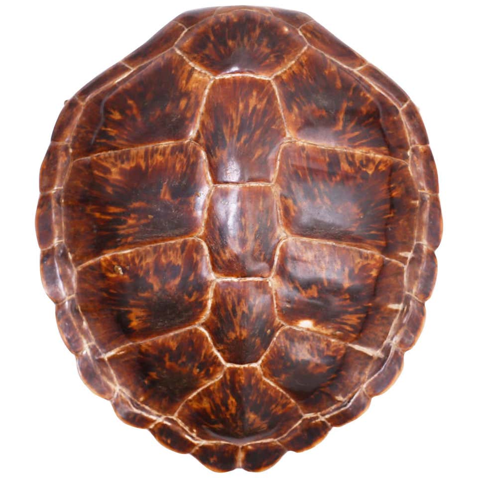 Antique Turtle Shells - 6 For Sale on 1stDibs | antique sea turtle ...