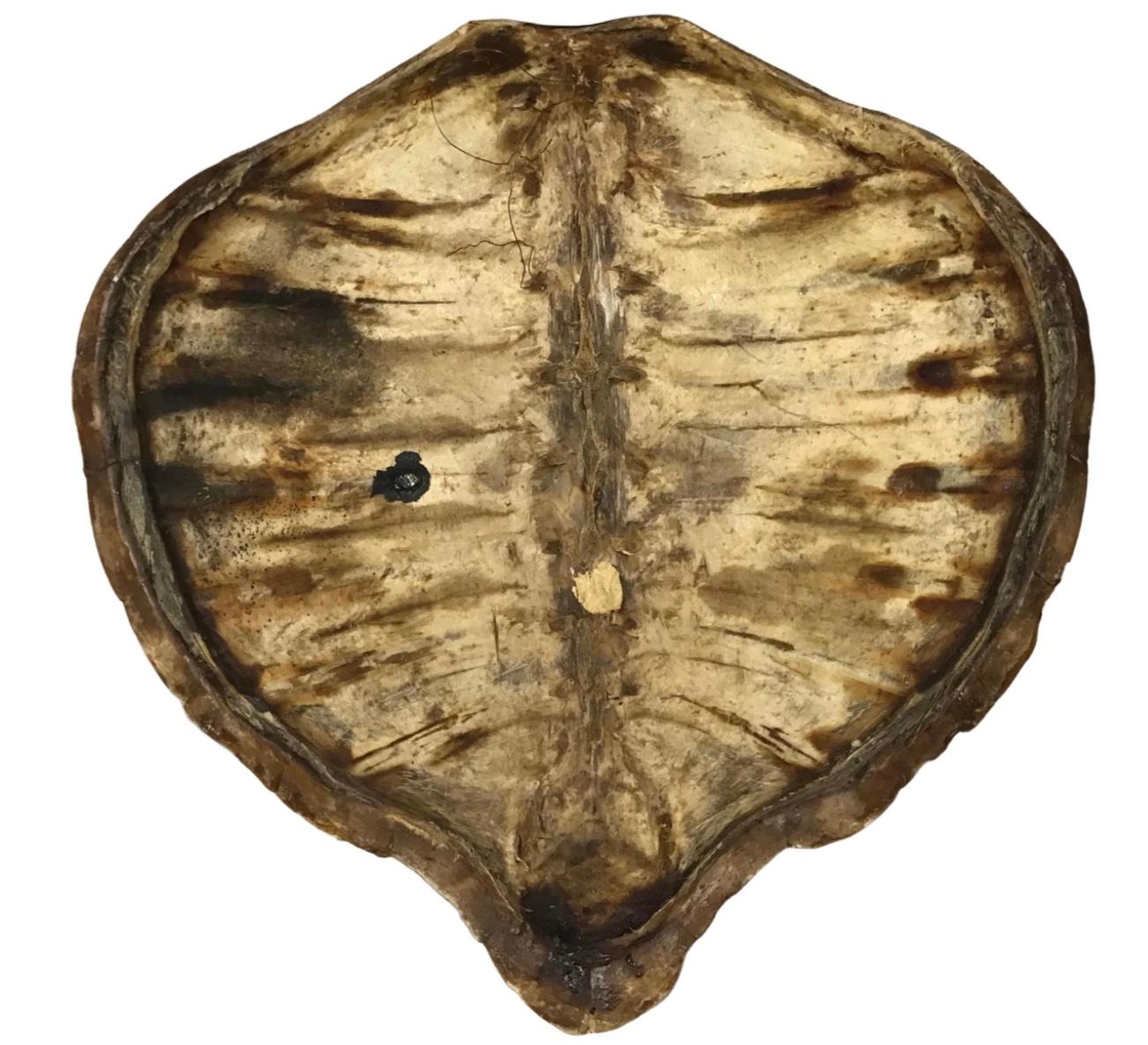 A large antique 19th-century giant sea turtle carapace (shell) specimen
Authentic antique turtle shell. Elegant and mighty. A wonderfully naturalistic design tortoise shell.