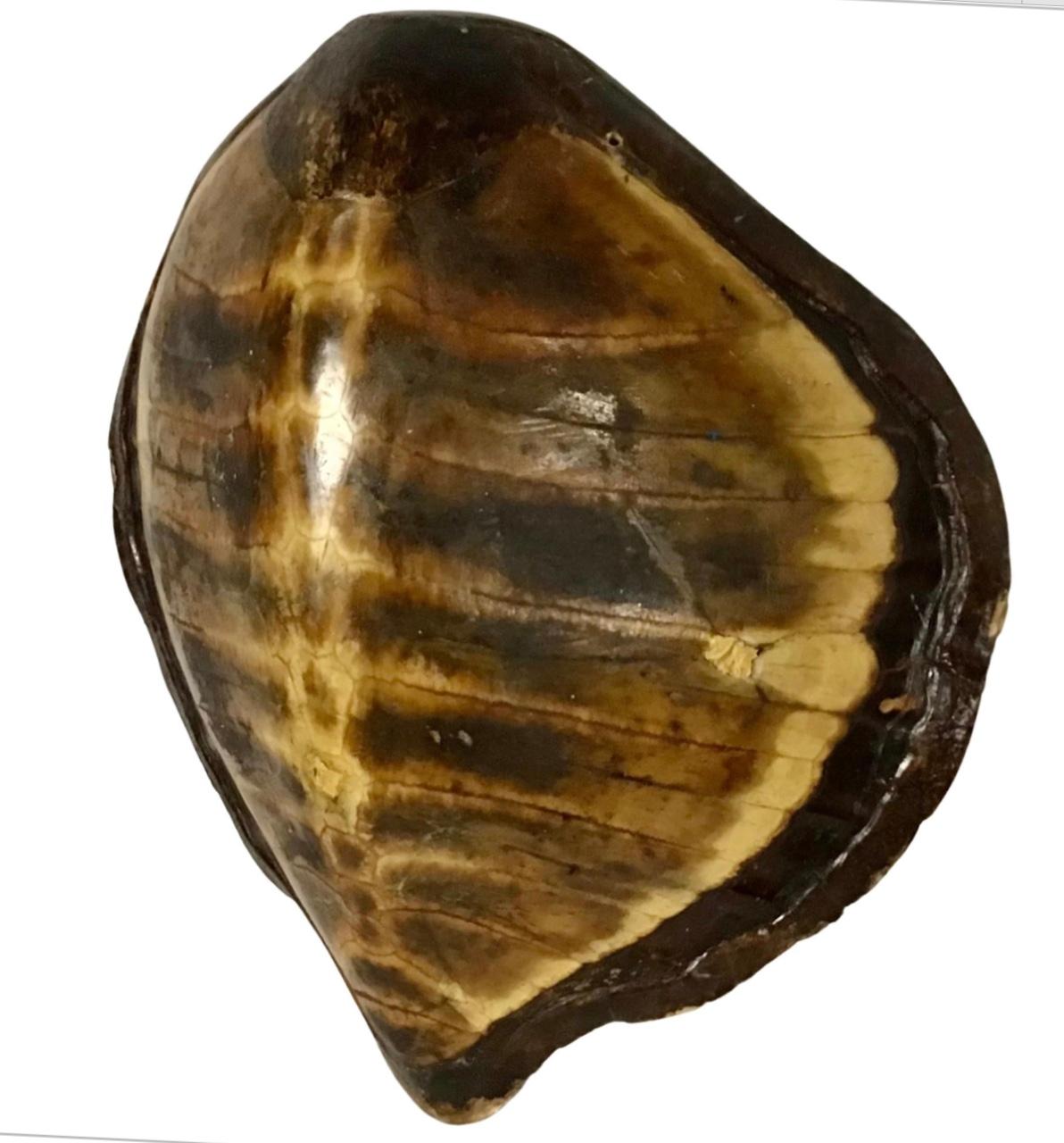 tortoise shell for sale