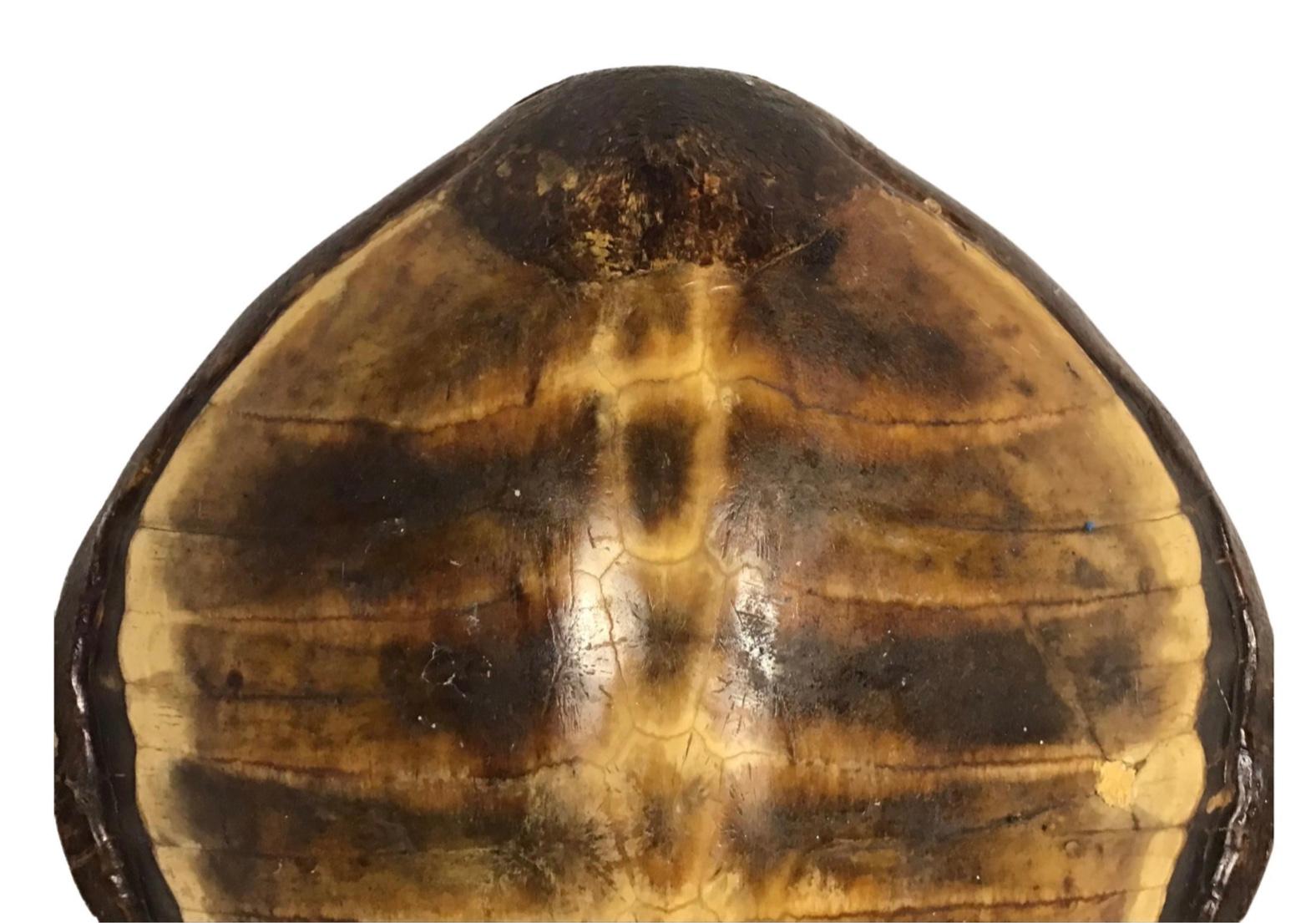 Organic Modern Antique Turtle Shell Carapace
