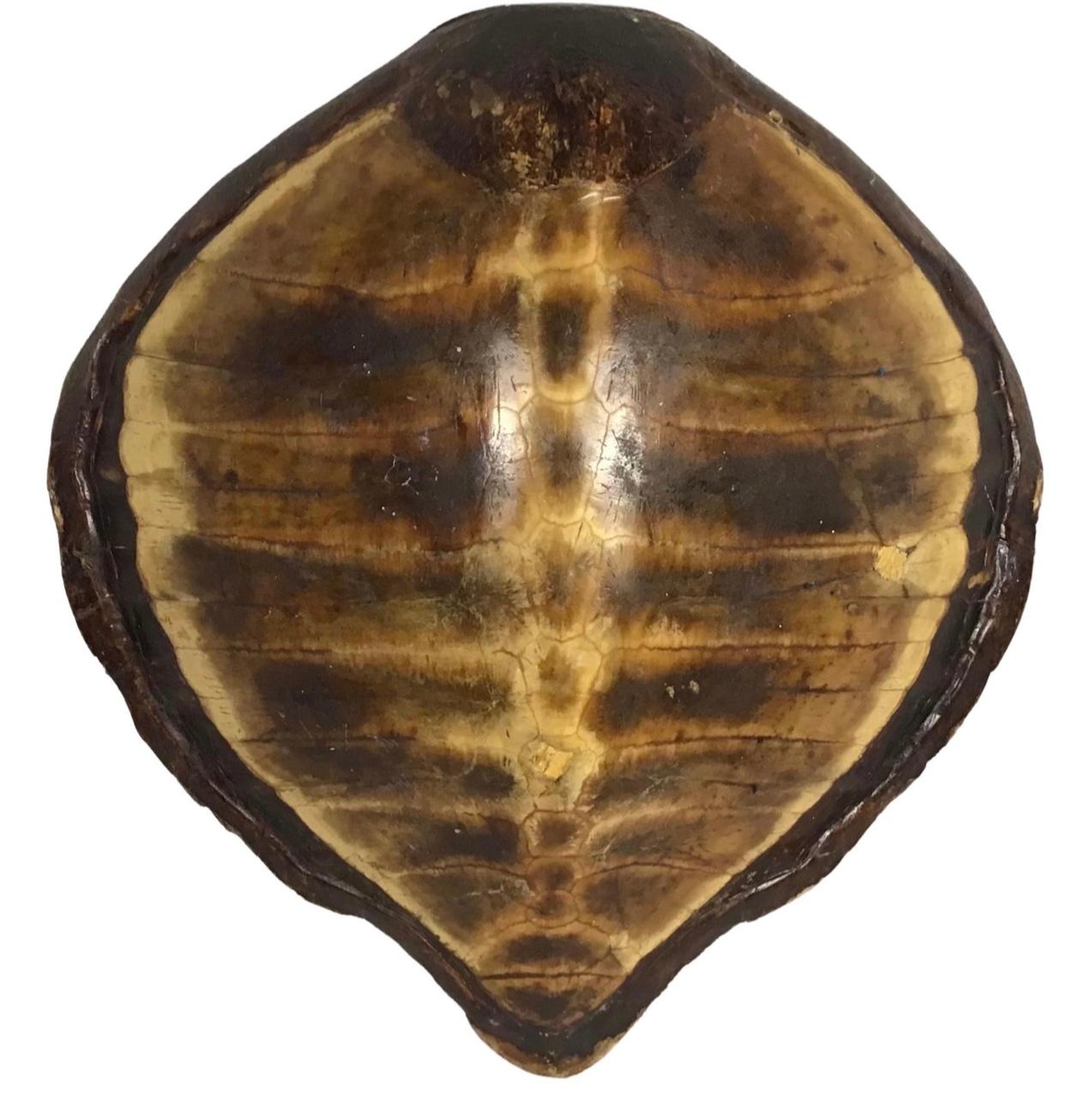 Antique Turtle Shell Carapace In Good Condition In Bradenton, FL