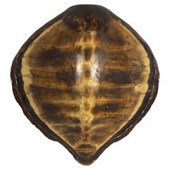 Carapace de coquille de tortue antique