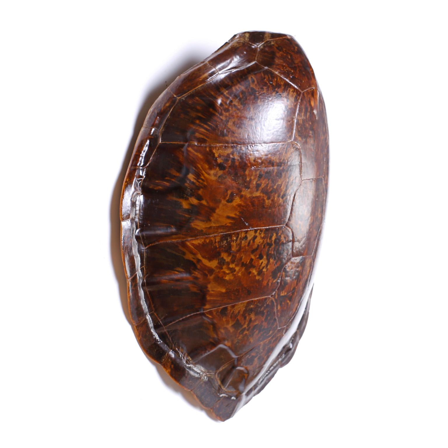 Authentic turtle shell buffed and polished, displaying one of mother nature's most iconic designs to be enjoyed for generations to come.
