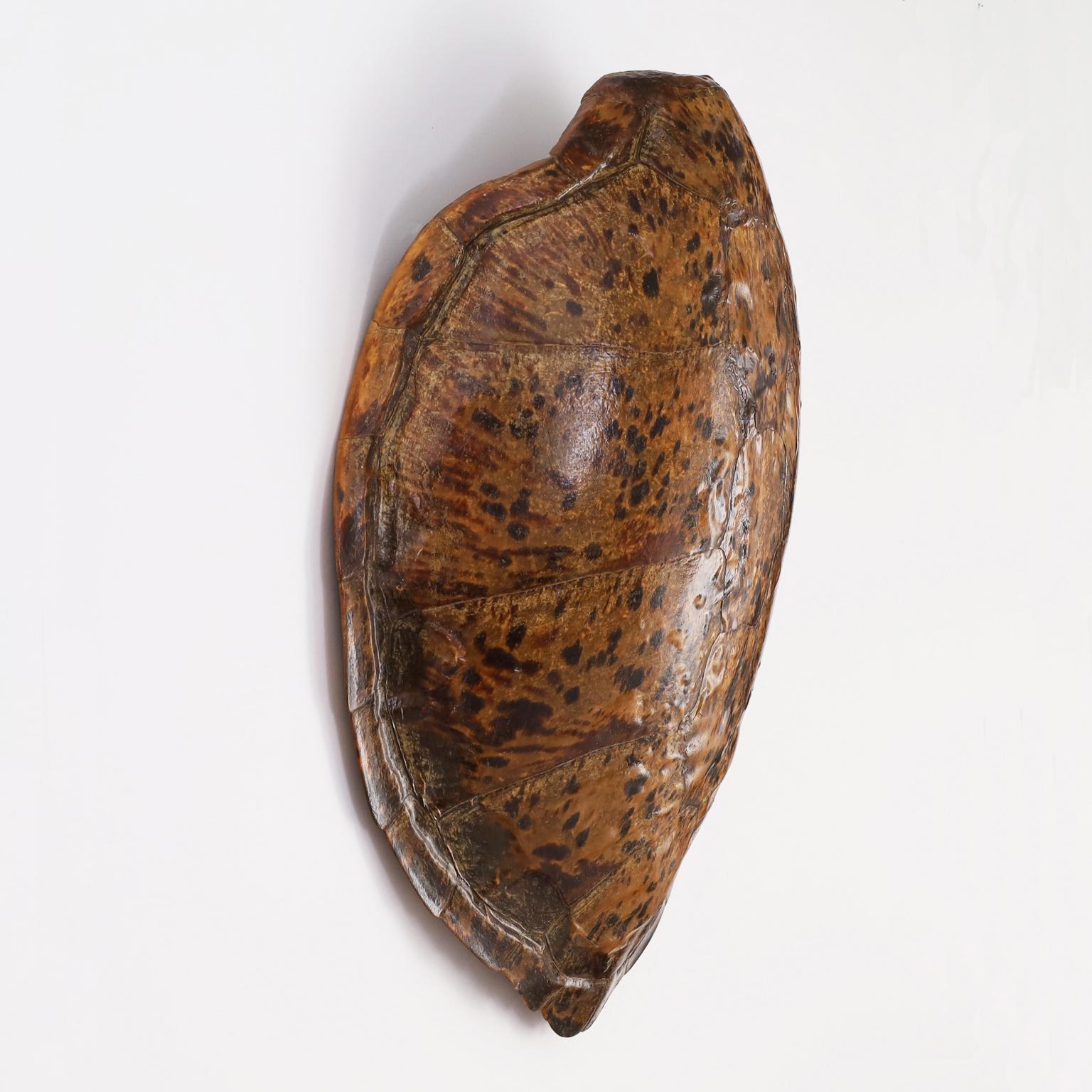 Turtle shell displaying one of mother nature's most iconic creations with classic color patterns and unusually large size.