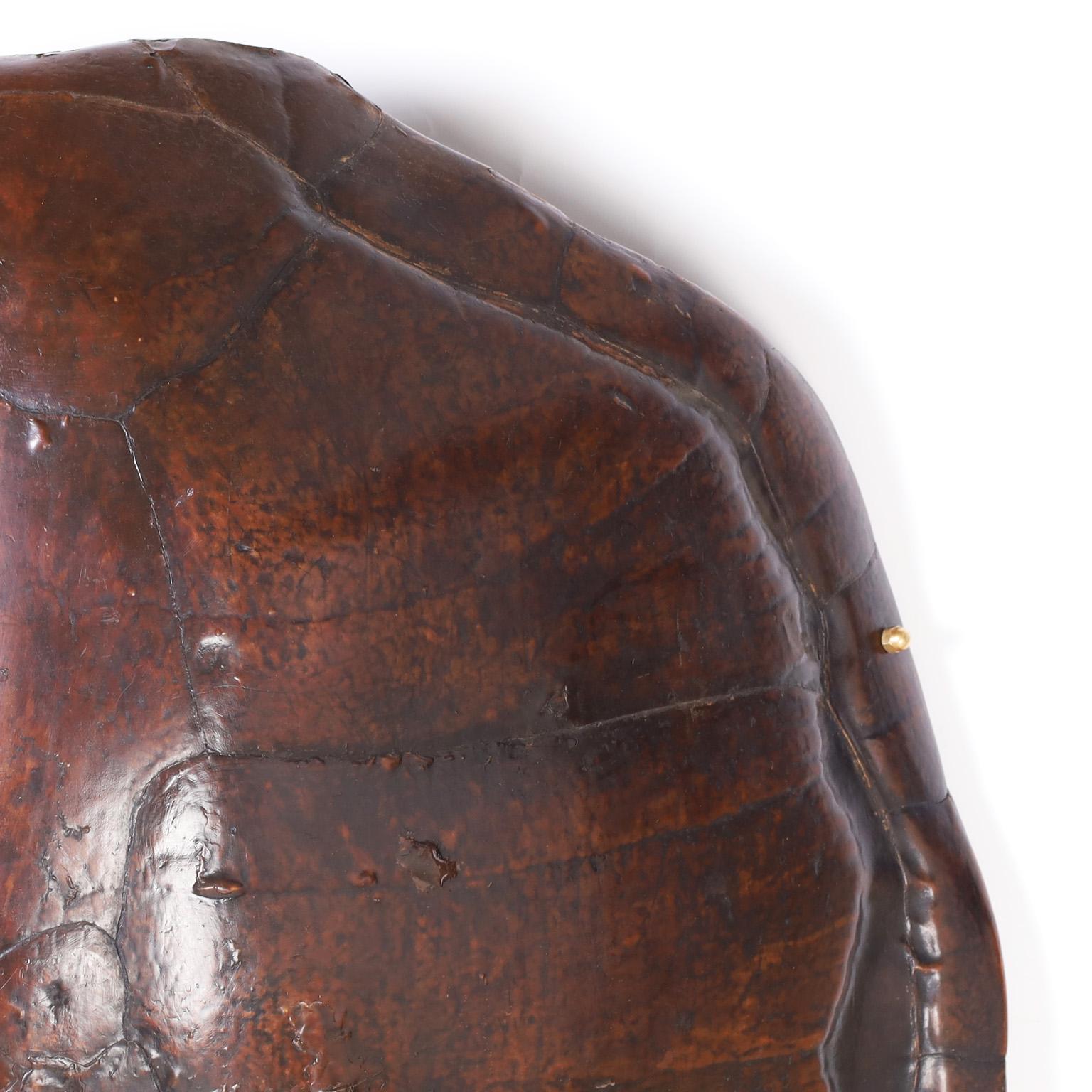 Large antique turtle carapace turtle shell with its iconic form and lush variegated color scheme. Ready to hang on a wall for centuries to come.