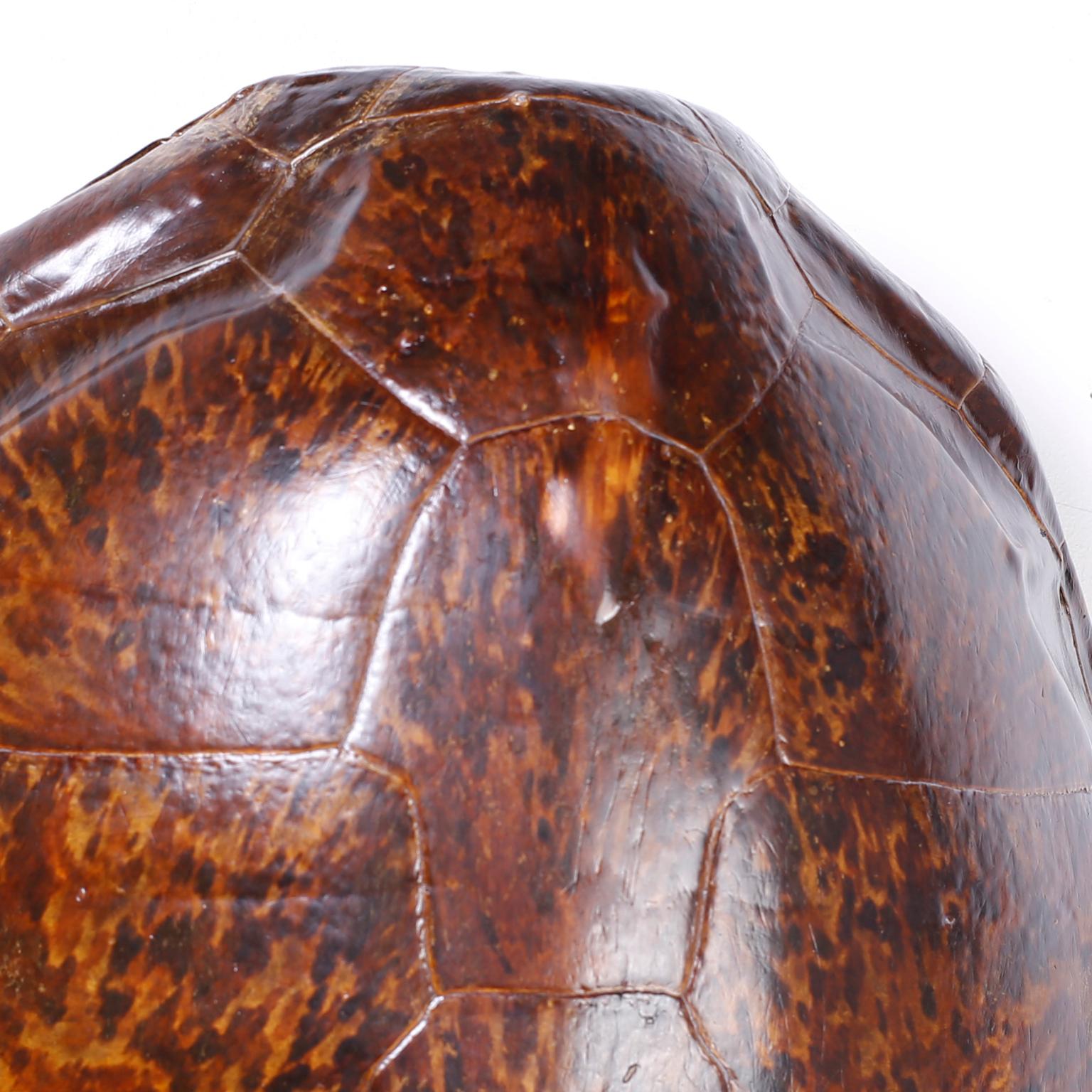 antique turtle shell for sale