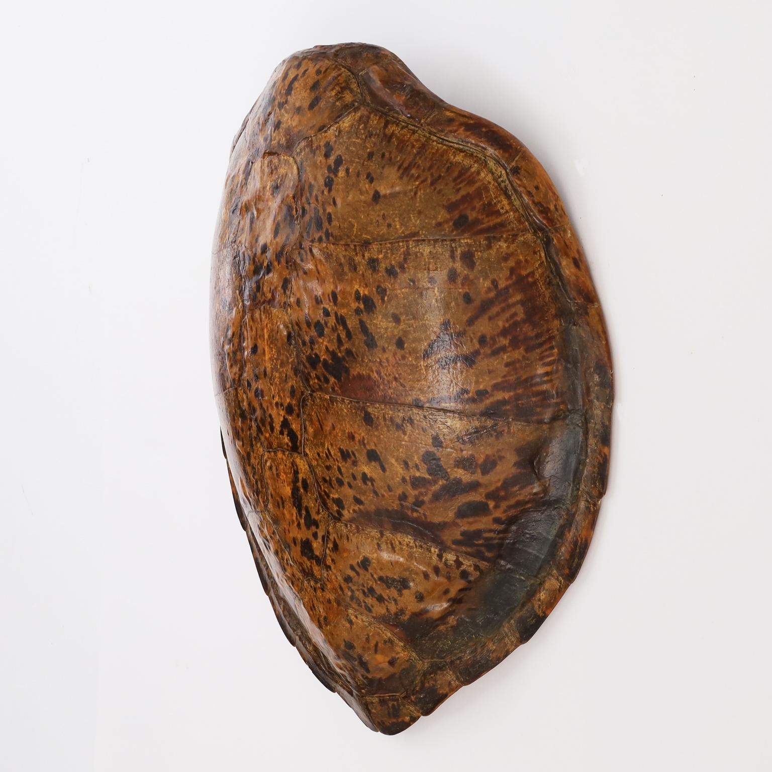 large turtle shell for sale