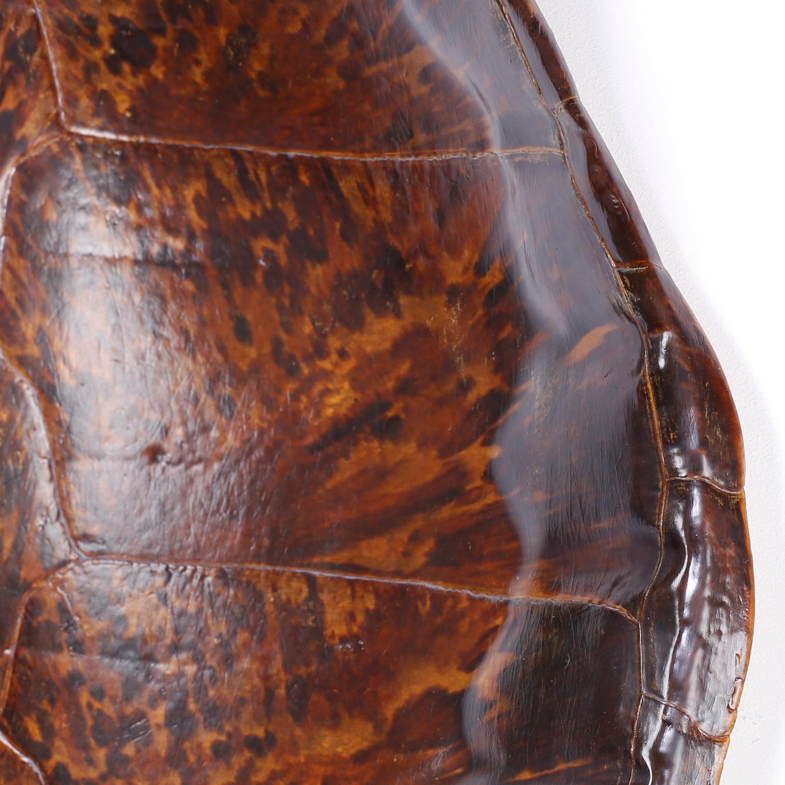 large turtle shell for sale
