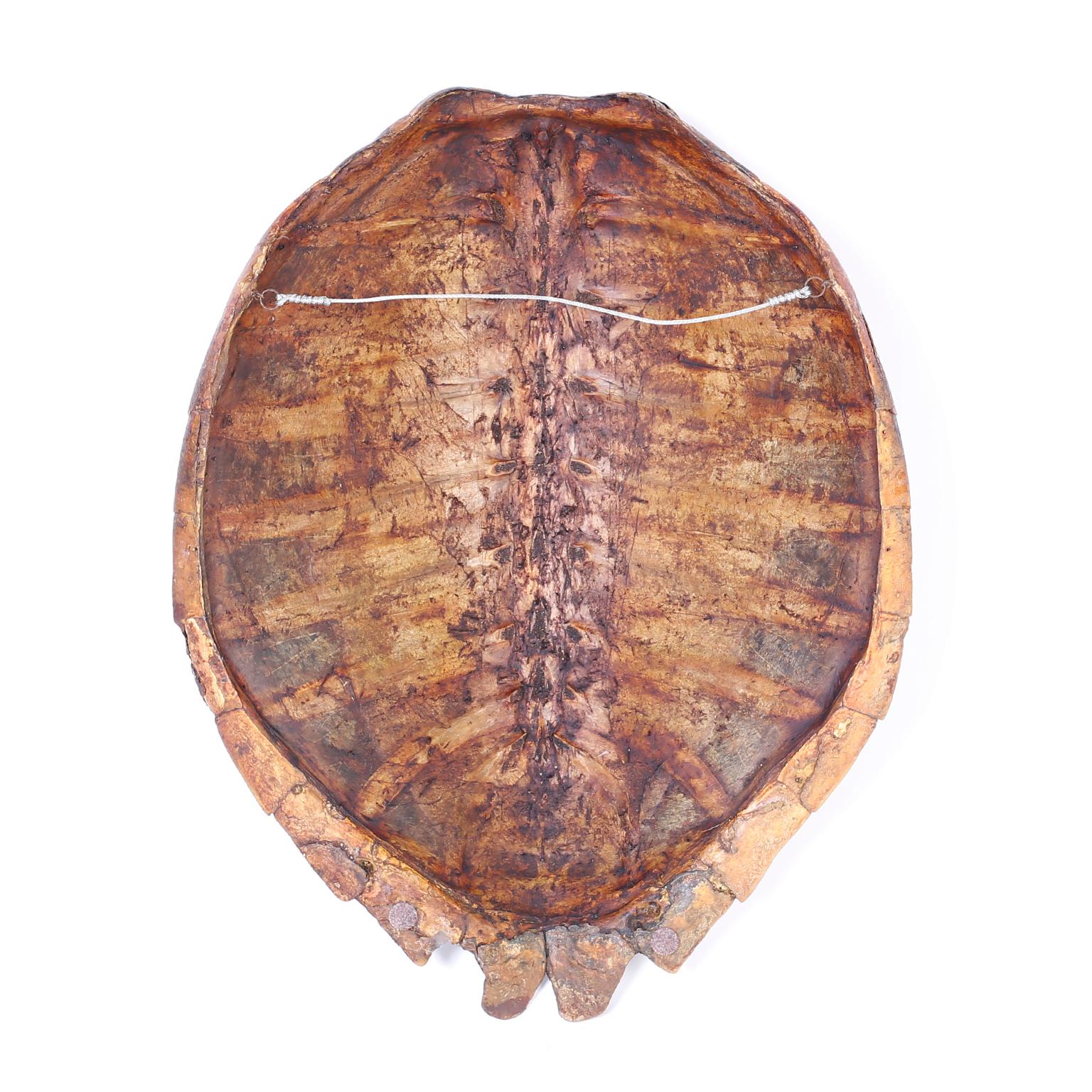 American Antique Turtle Shell
