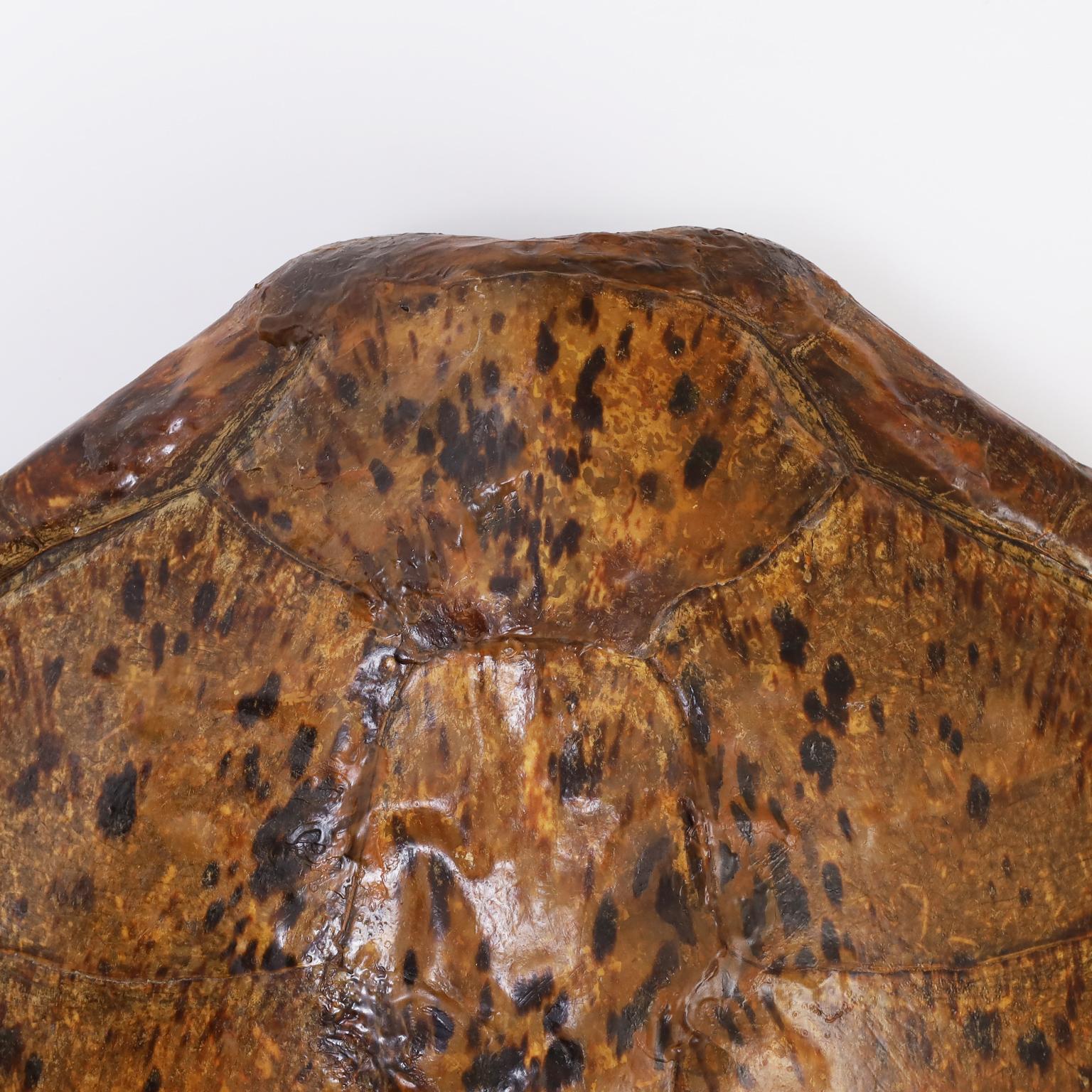 antique turtle shell for sale