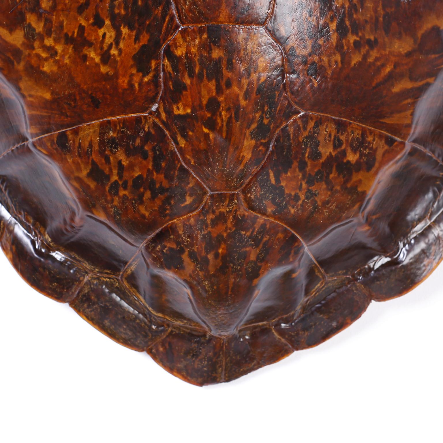 vintage turtle shell