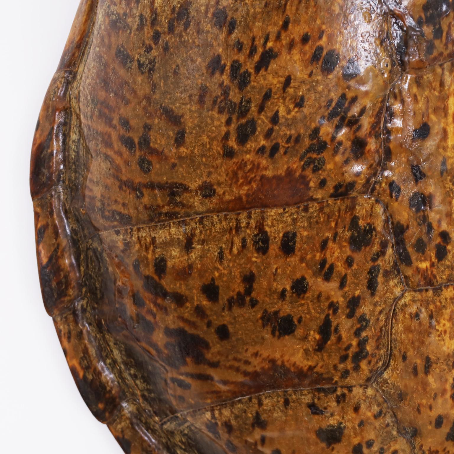snapping turtle mount