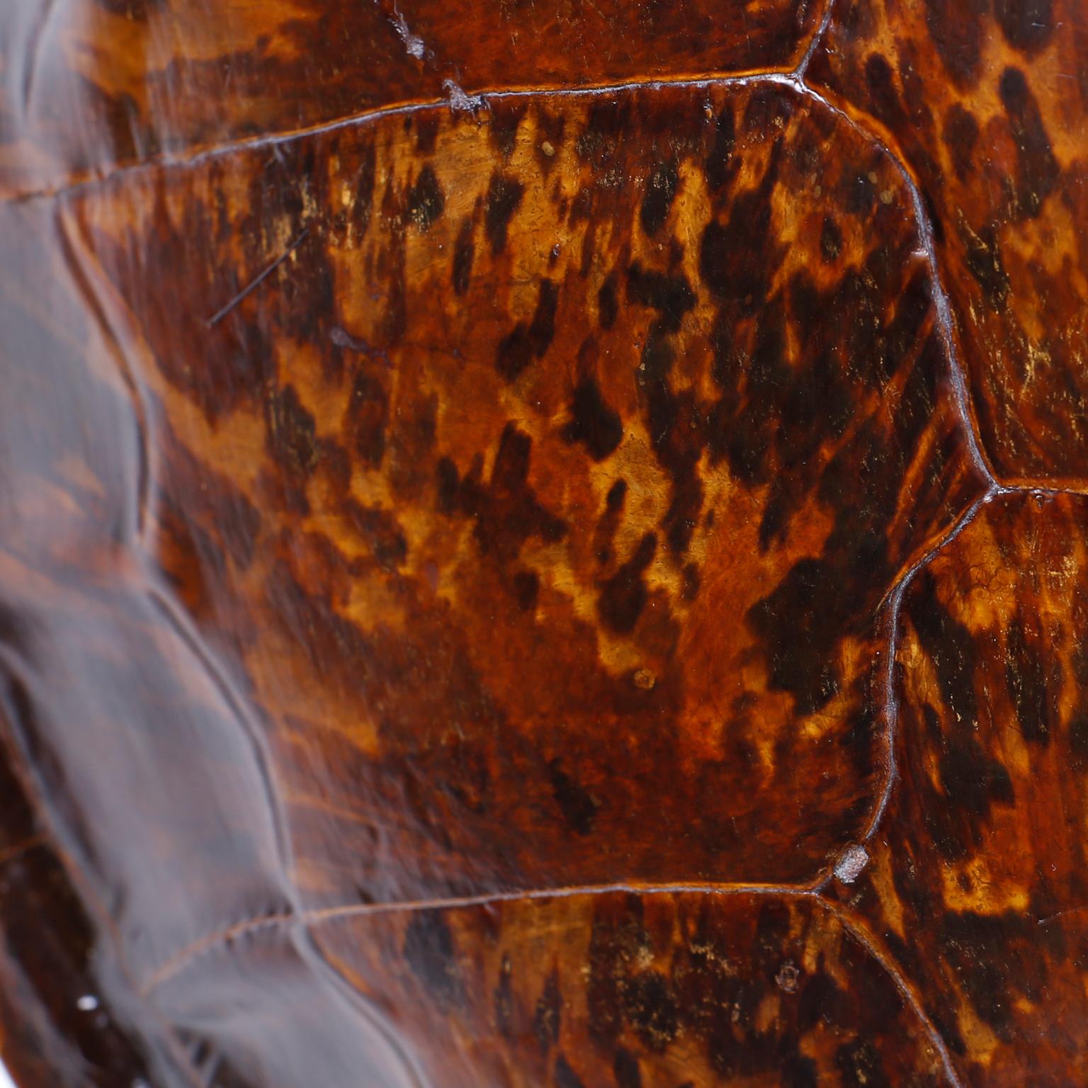 Victorian Antique Turtle Shell