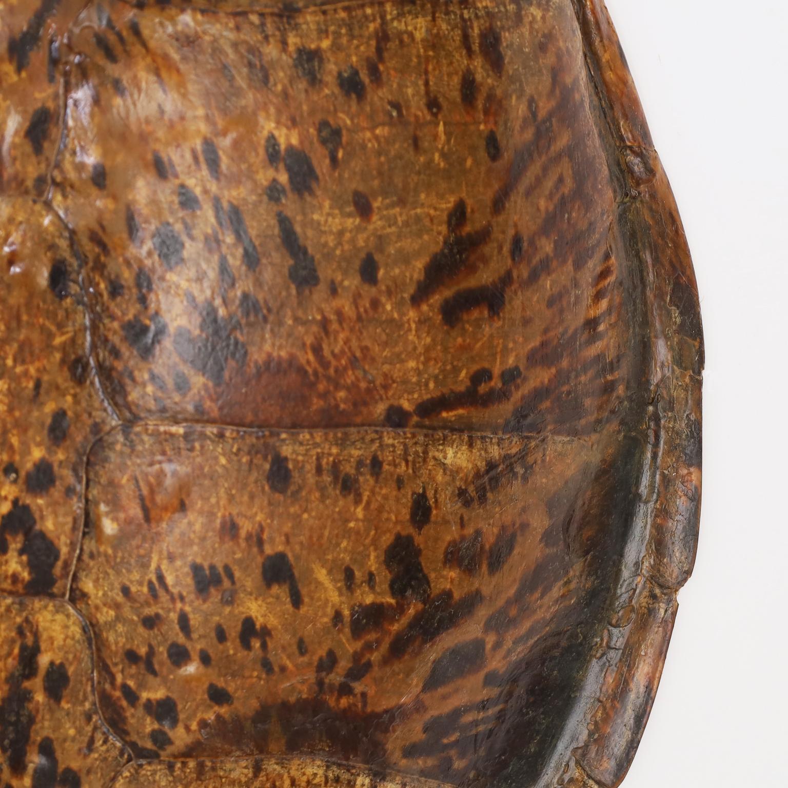 Victorian Antique Turtle Shell