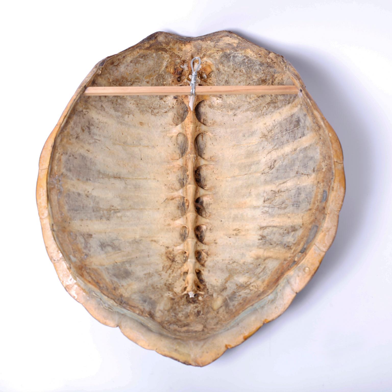 American Antique Turtle Shell