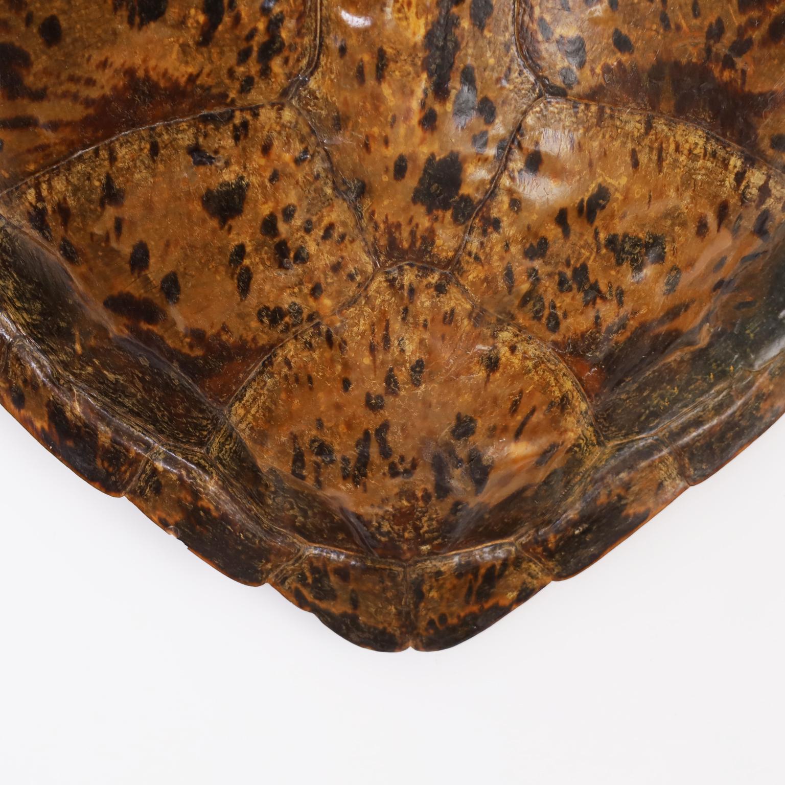 American Antique Turtle Shell