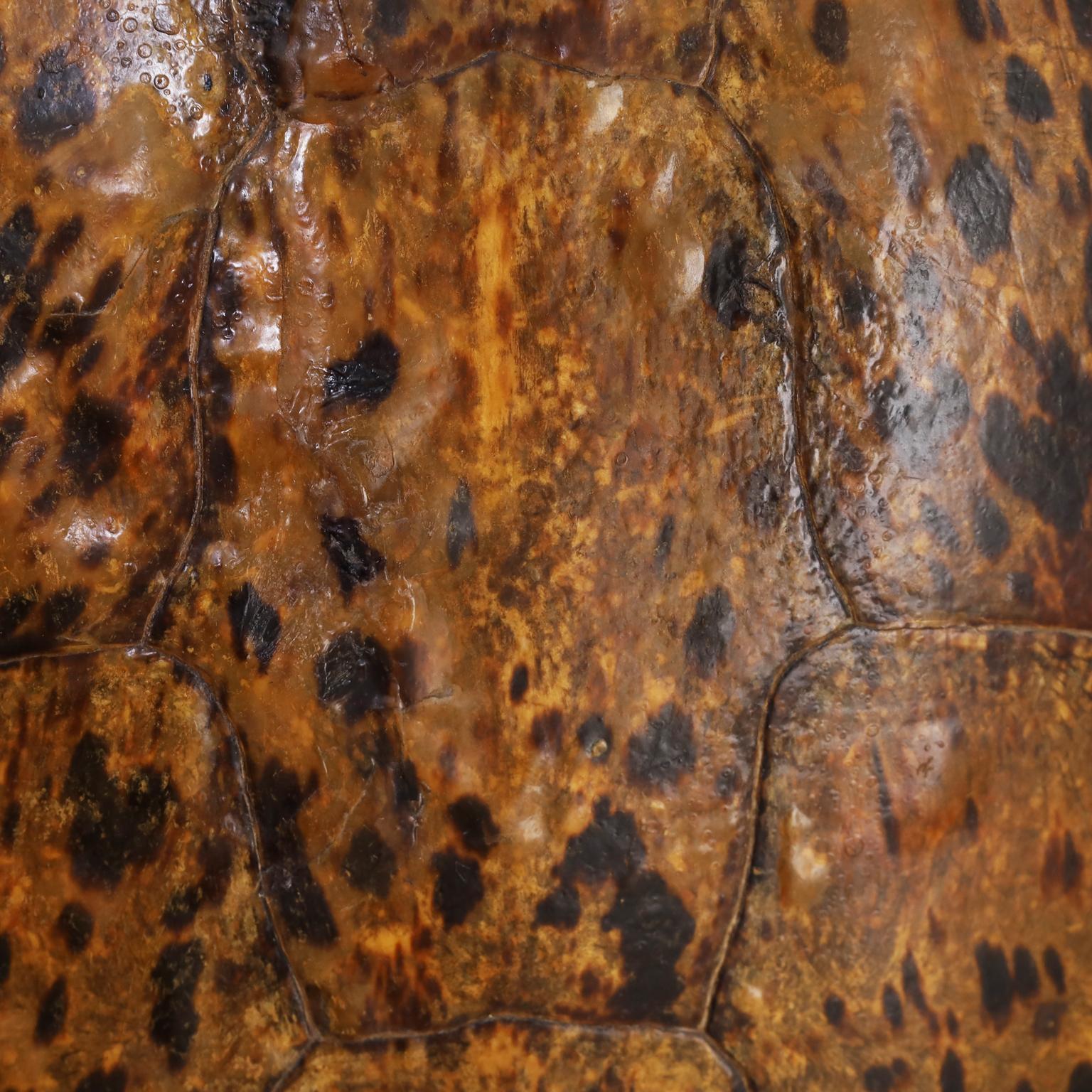 Antique Turtle Shell In Good Condition In Palm Beach, FL