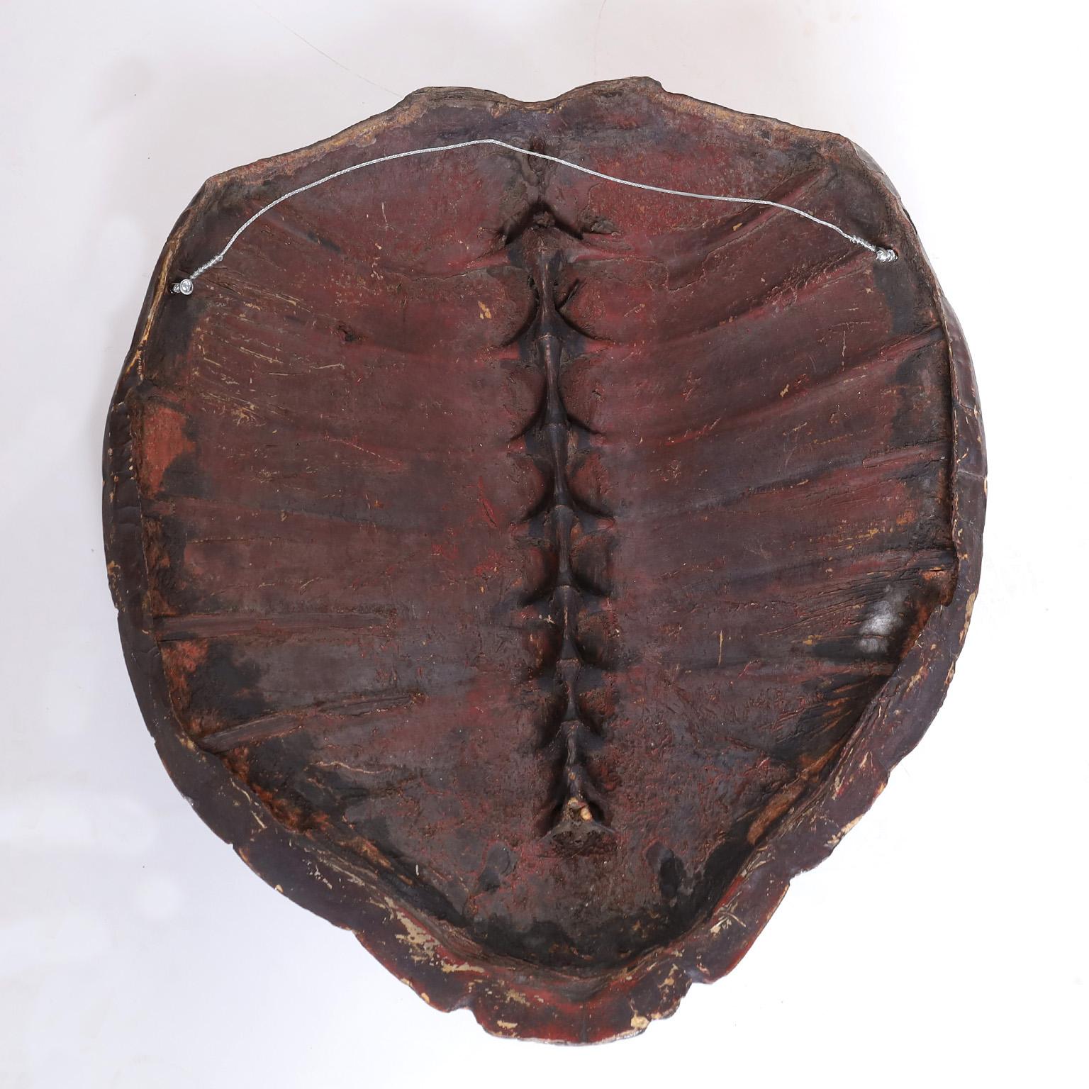 Polished Antique Turtle Shell