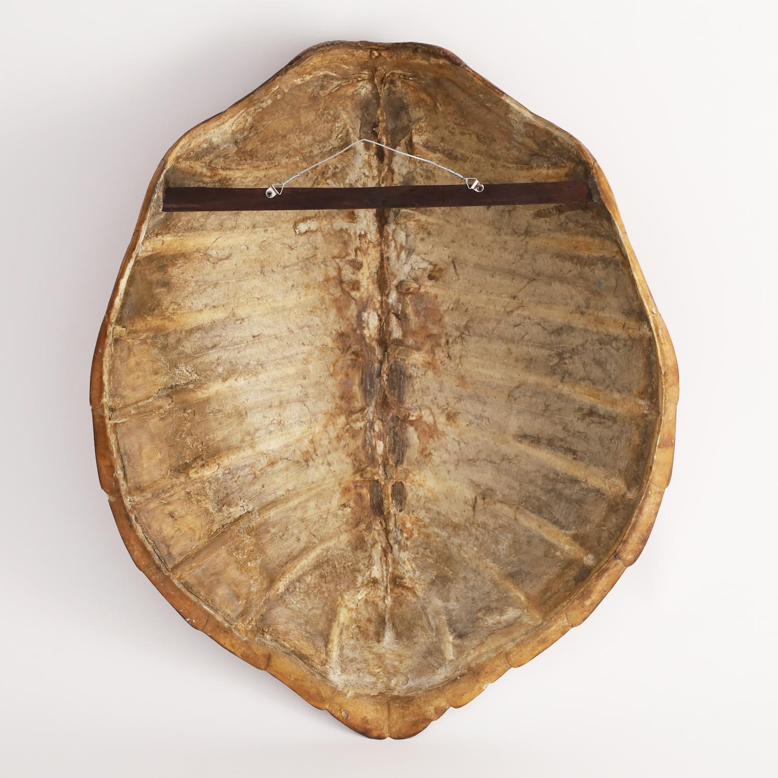 19th Century Antique Turtle Shell