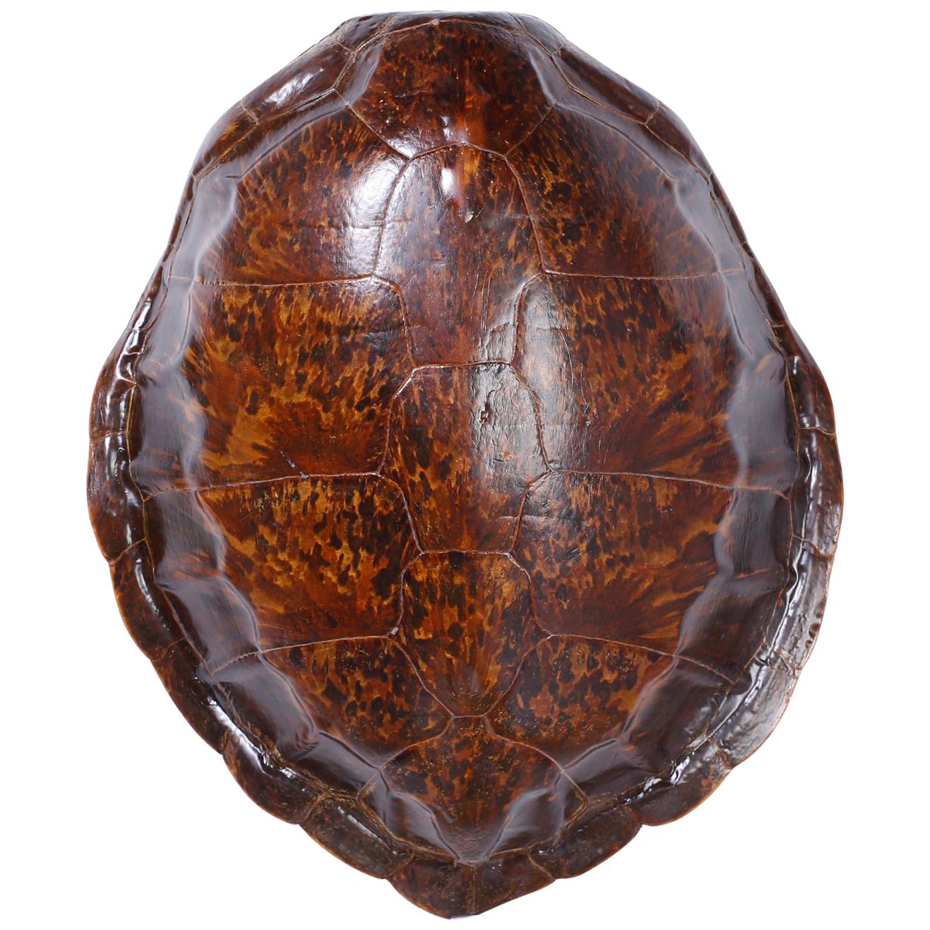 Antique Turtle Shell