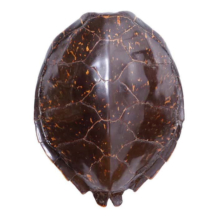 Antique Turtle Shell at 1stDibs