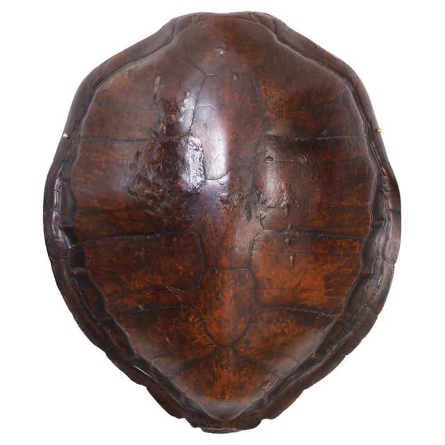 Antique Authentic Turtle Shell at 1stDibs