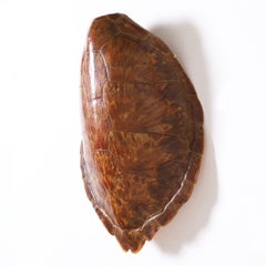 Antique Turtle Shell or Carapace