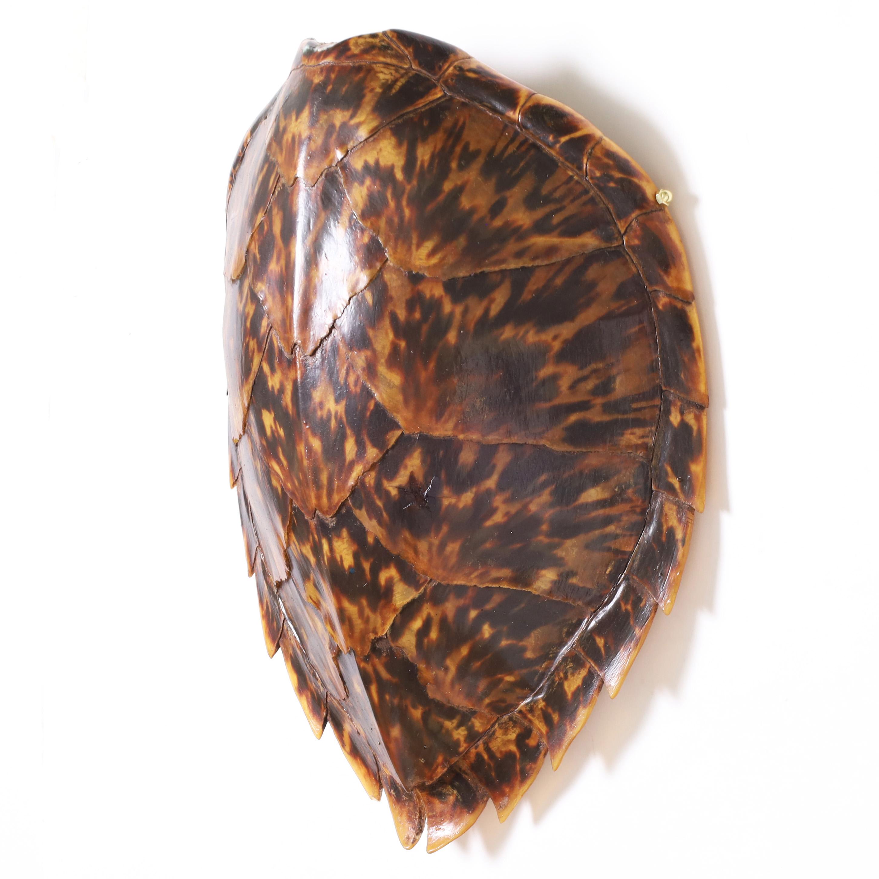 Striking antique Hawksbill or turtle shell with iconic mother nature created form and incomparable variegated color tones.
