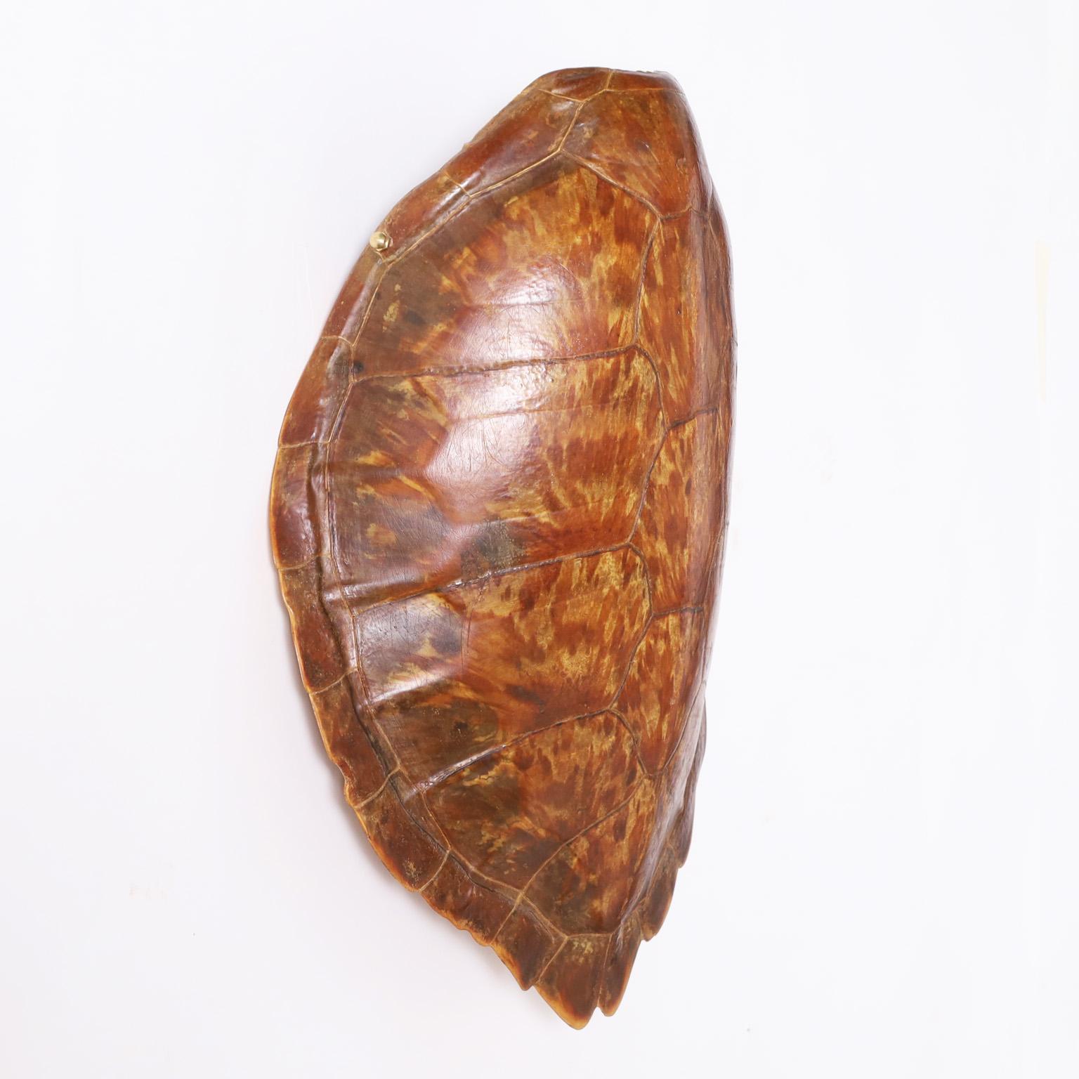 turtle shell diagram