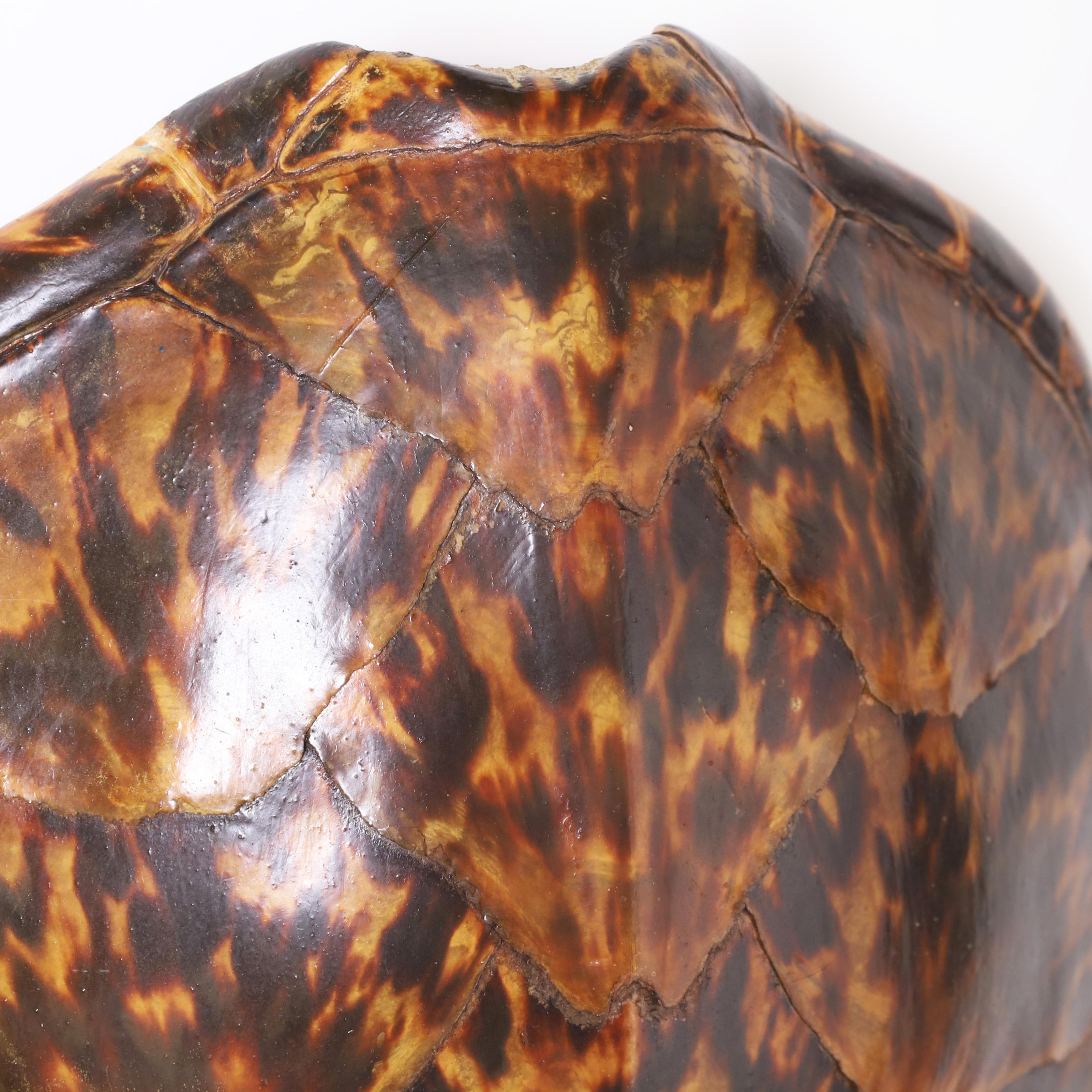 turtle shell price