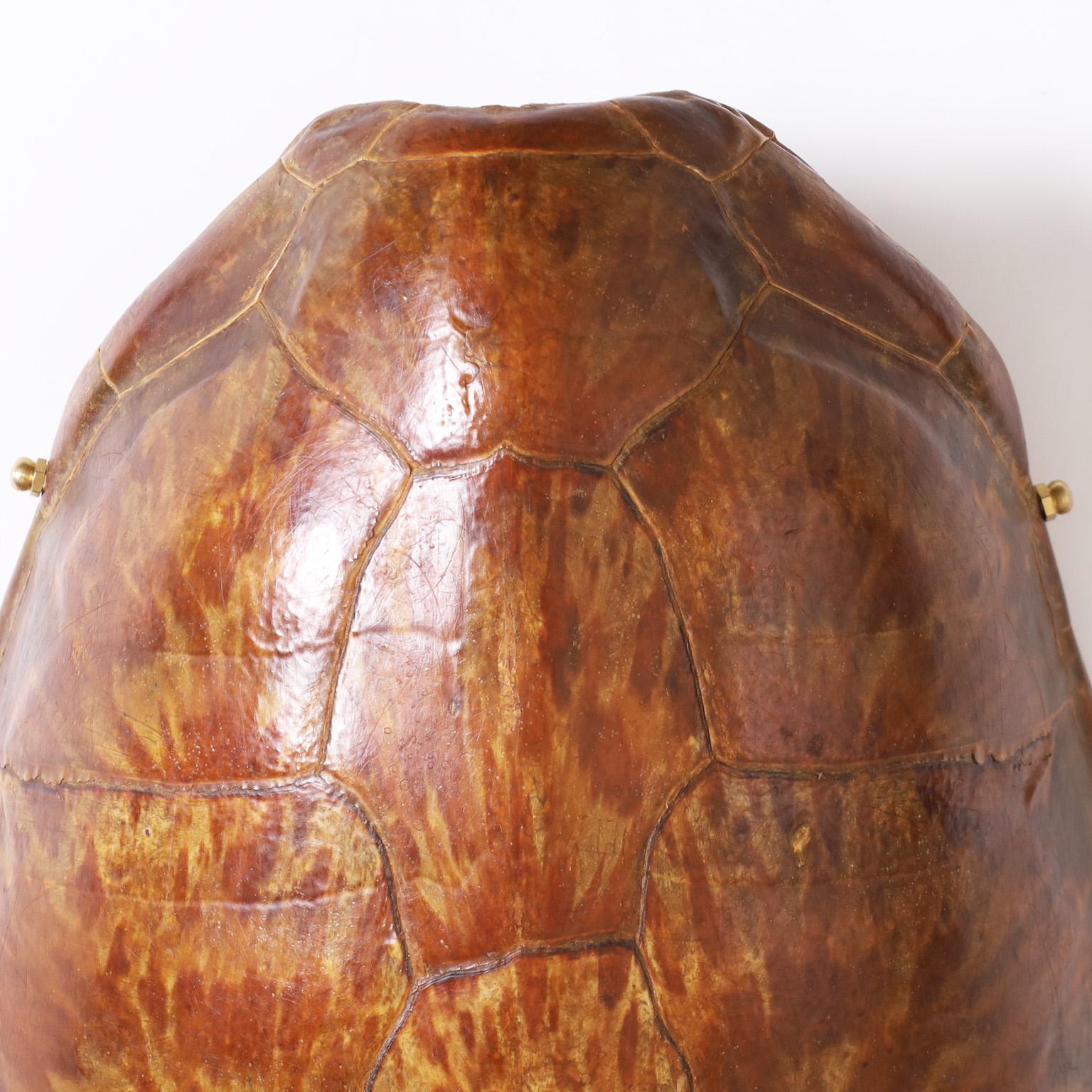 carapace of turtle diagram
