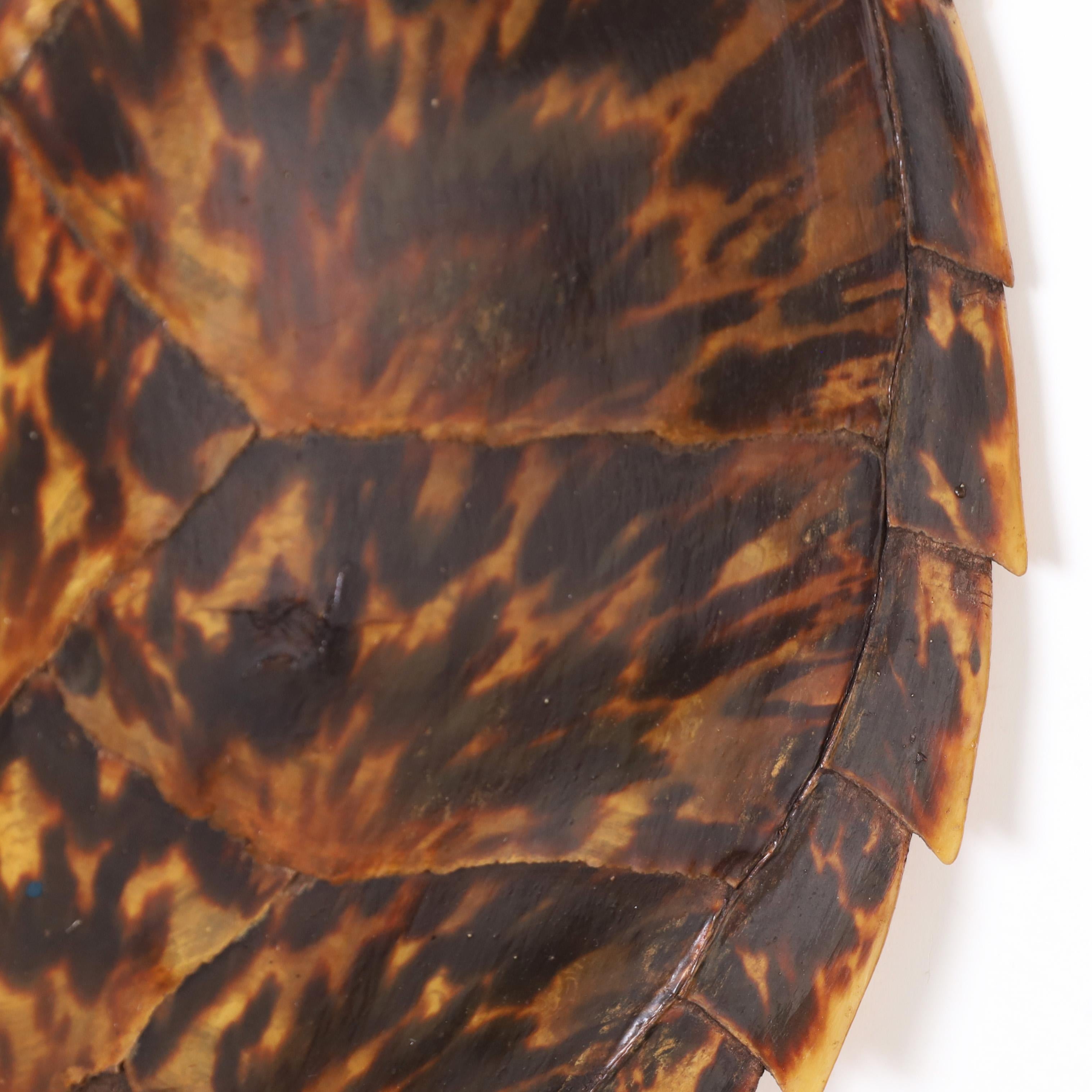 hawksbill turtle shell for sale